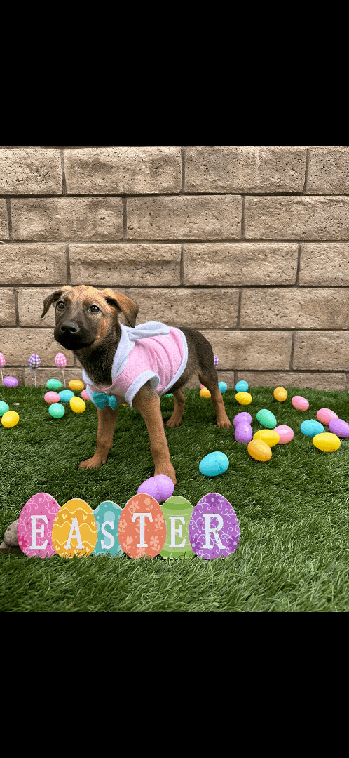 Piper, a Adopted mixed breed in Beverly Hills , CA image 2/4