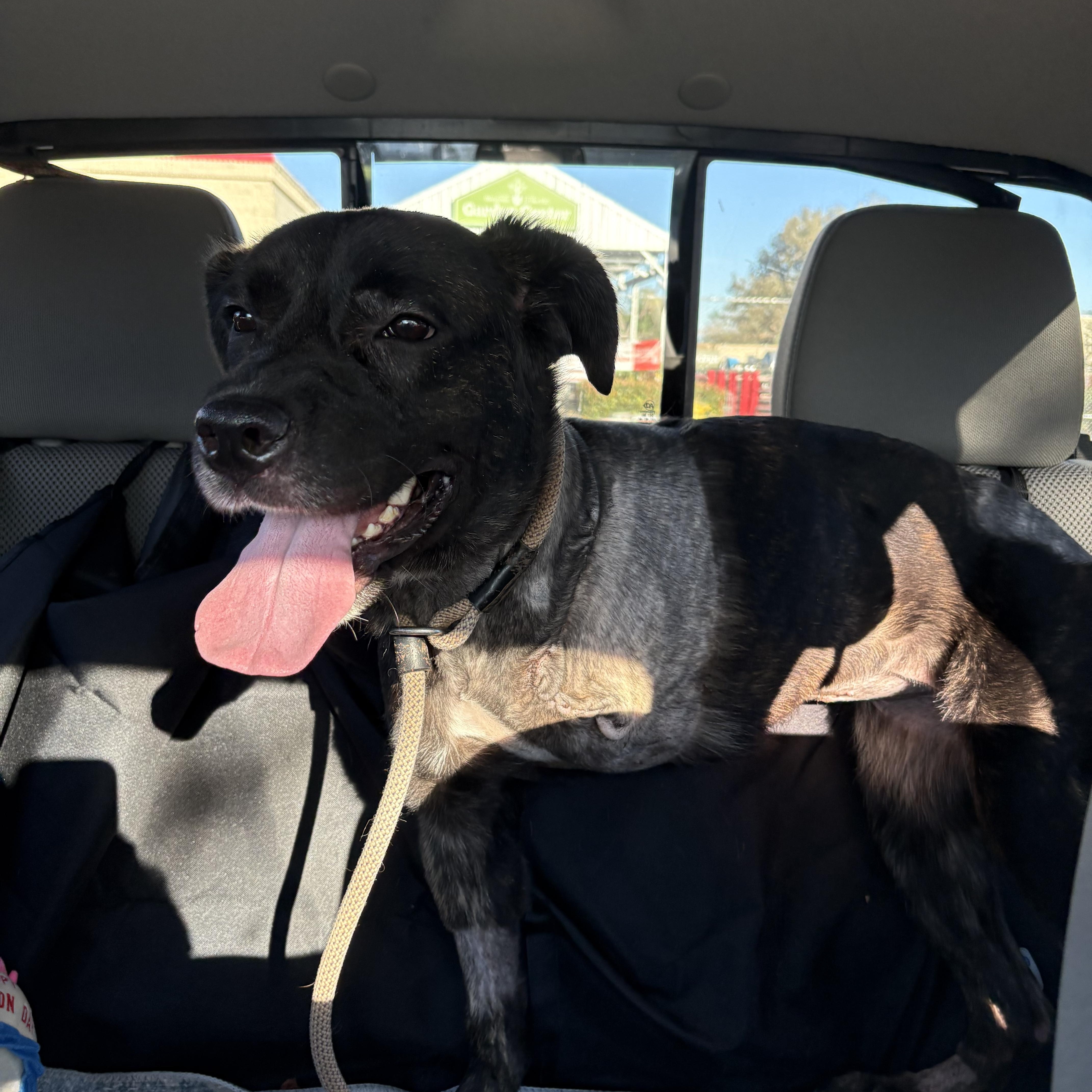 Enlarge Raven , a ADOPTABLE mixed breed in Oakland, CA image 4/5