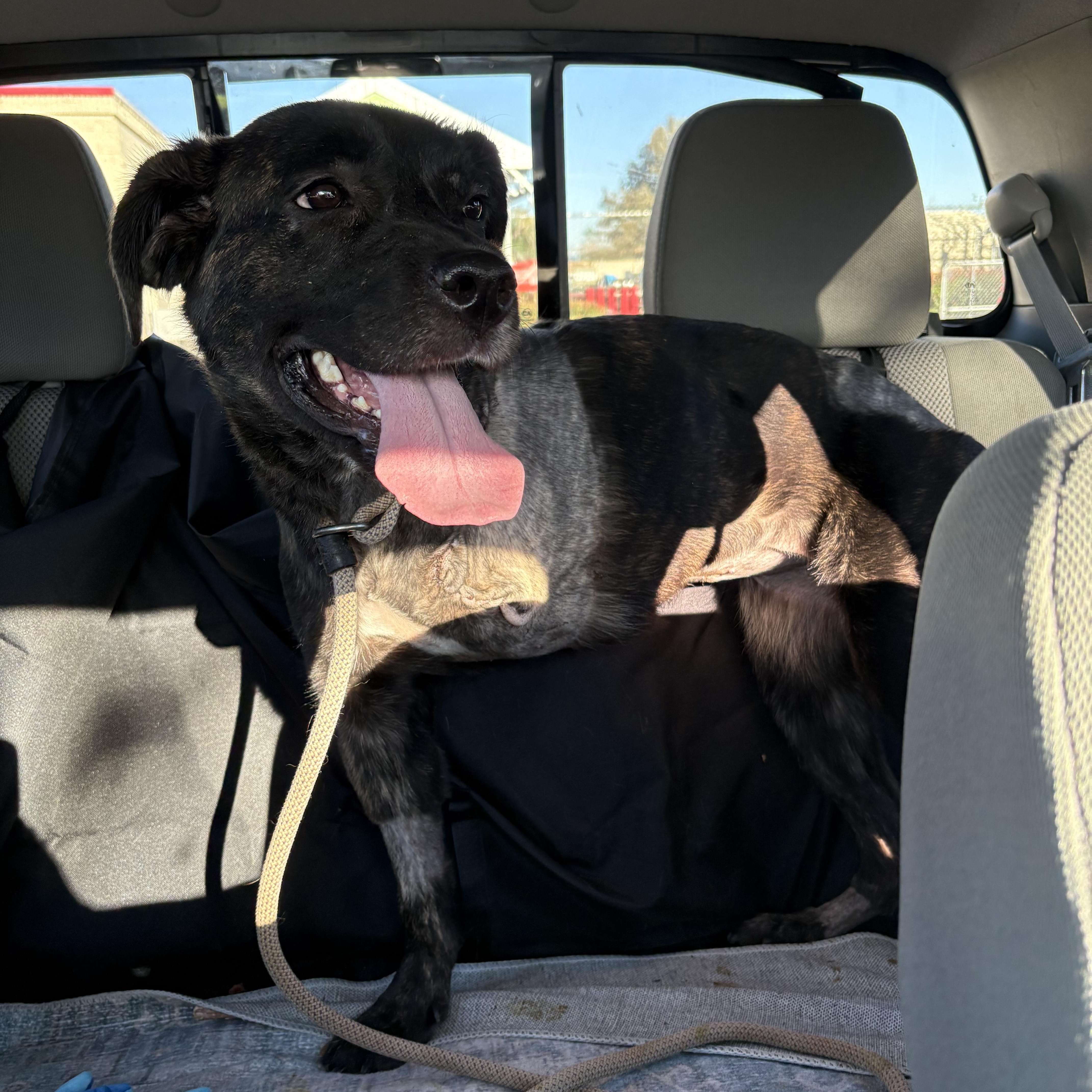 Enlarge Raven , a ADOPTABLE mixed breed in Oakland, CA image 5/5