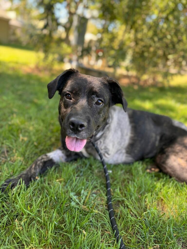 Enlarge Raven , a ADOPTABLE mixed breed in Oakland, CA image 3/5
