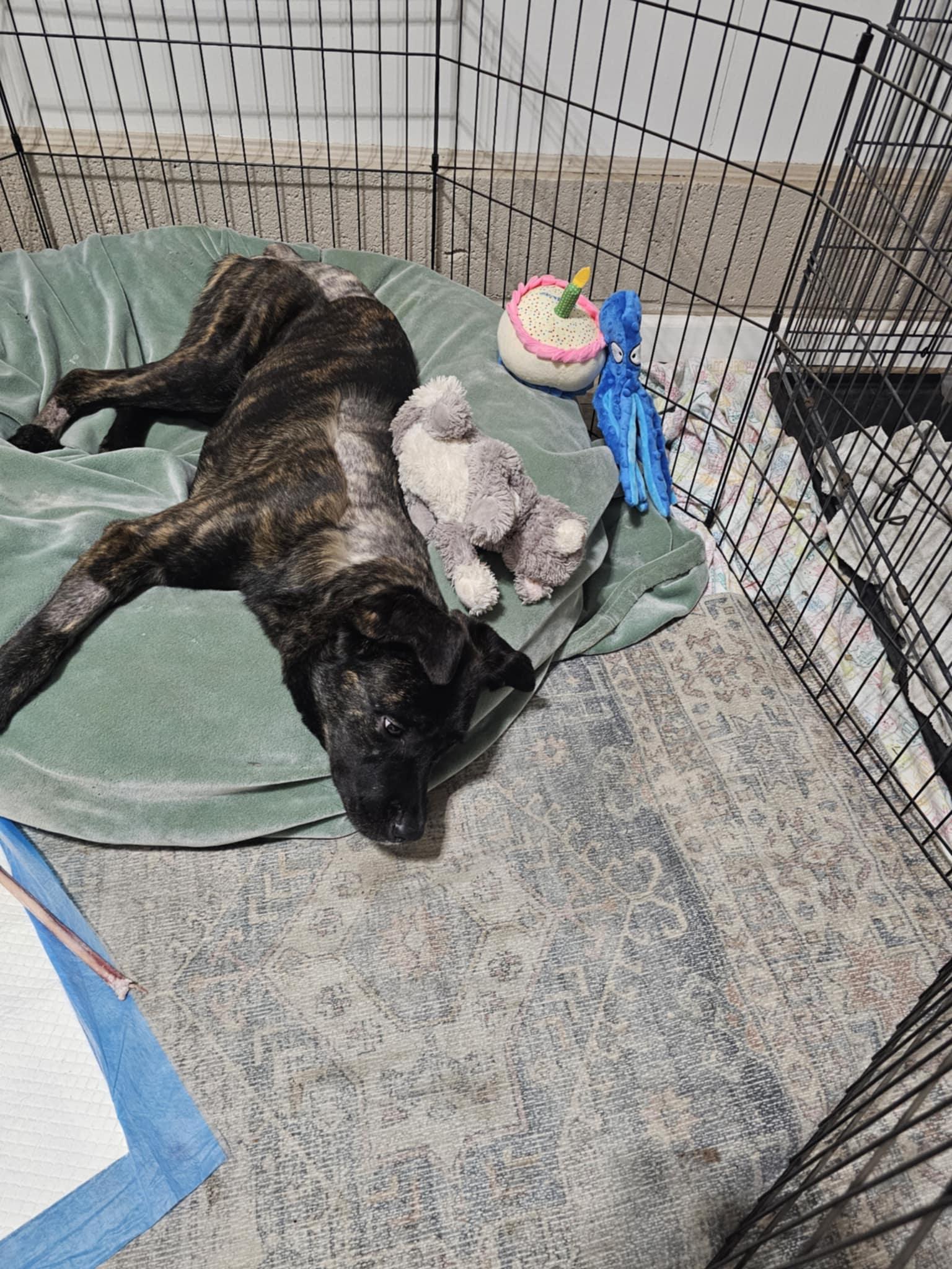 Enlarge Raven , a ADOPTABLE mixed breed in Oakland, CA image 2/5