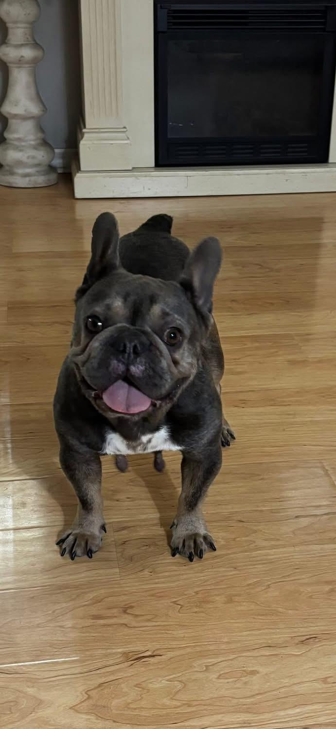 Enlarge Mittens, an adoptable French Bulldog in Lutz, FL image 1/1
