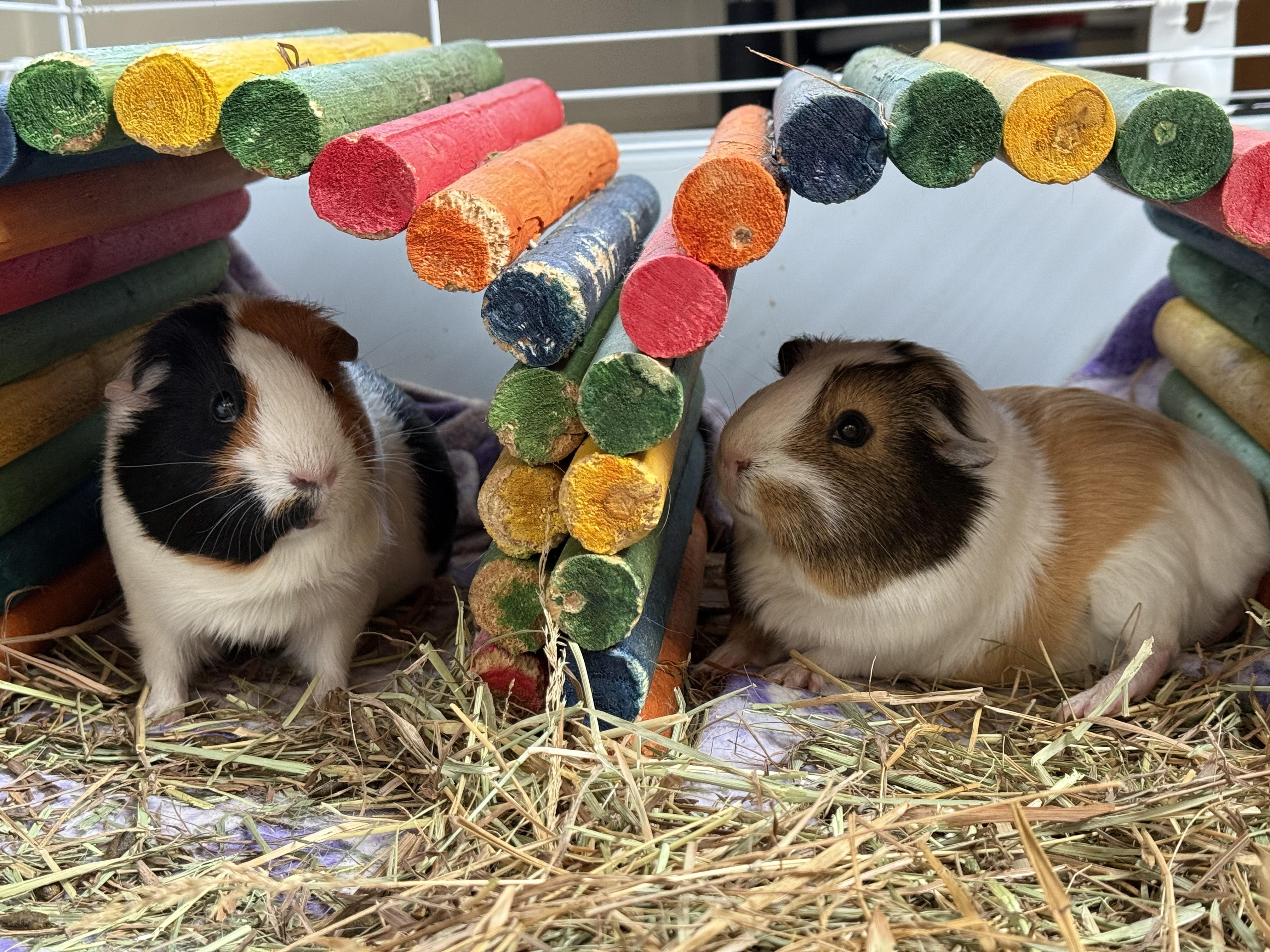 Enlarge Pepper and Cutie Pie, a ADOPTABLE Guinea Pig in North salem, NY image 4/6