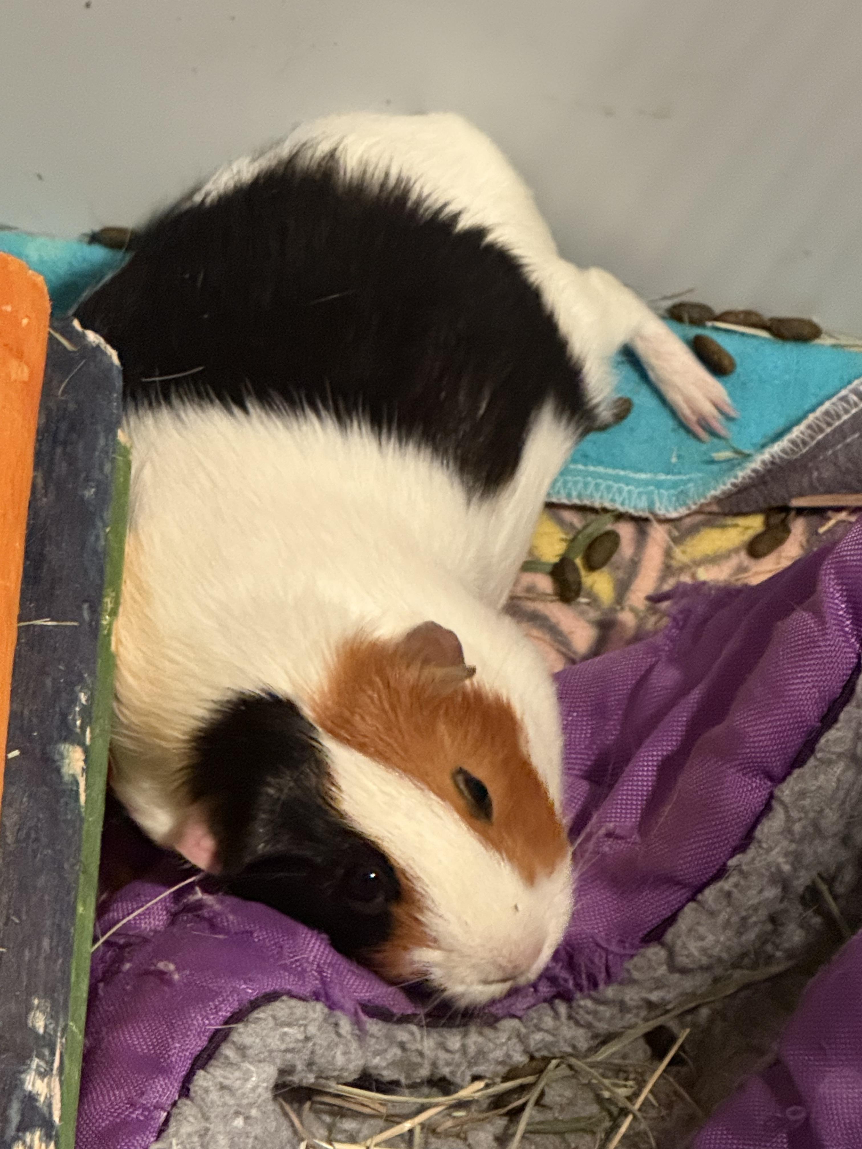 Enlarge Pepper and Cutie Pie, a ADOPTABLE Guinea Pig in North salem, NY image 5/6