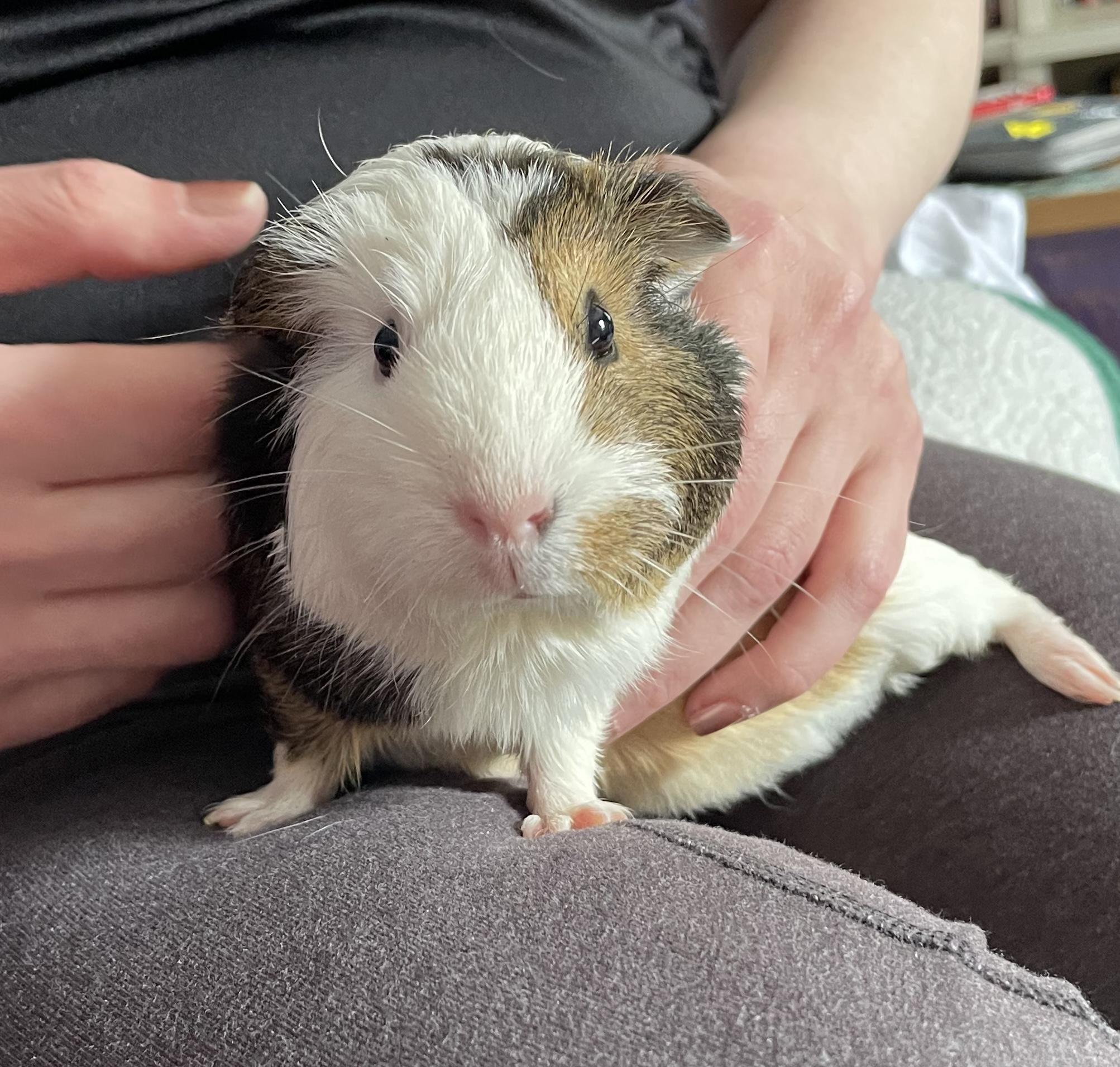 Enlarge Pepper and Cutie Pie, a ADOPTABLE Guinea Pig in North salem, NY image 3/6