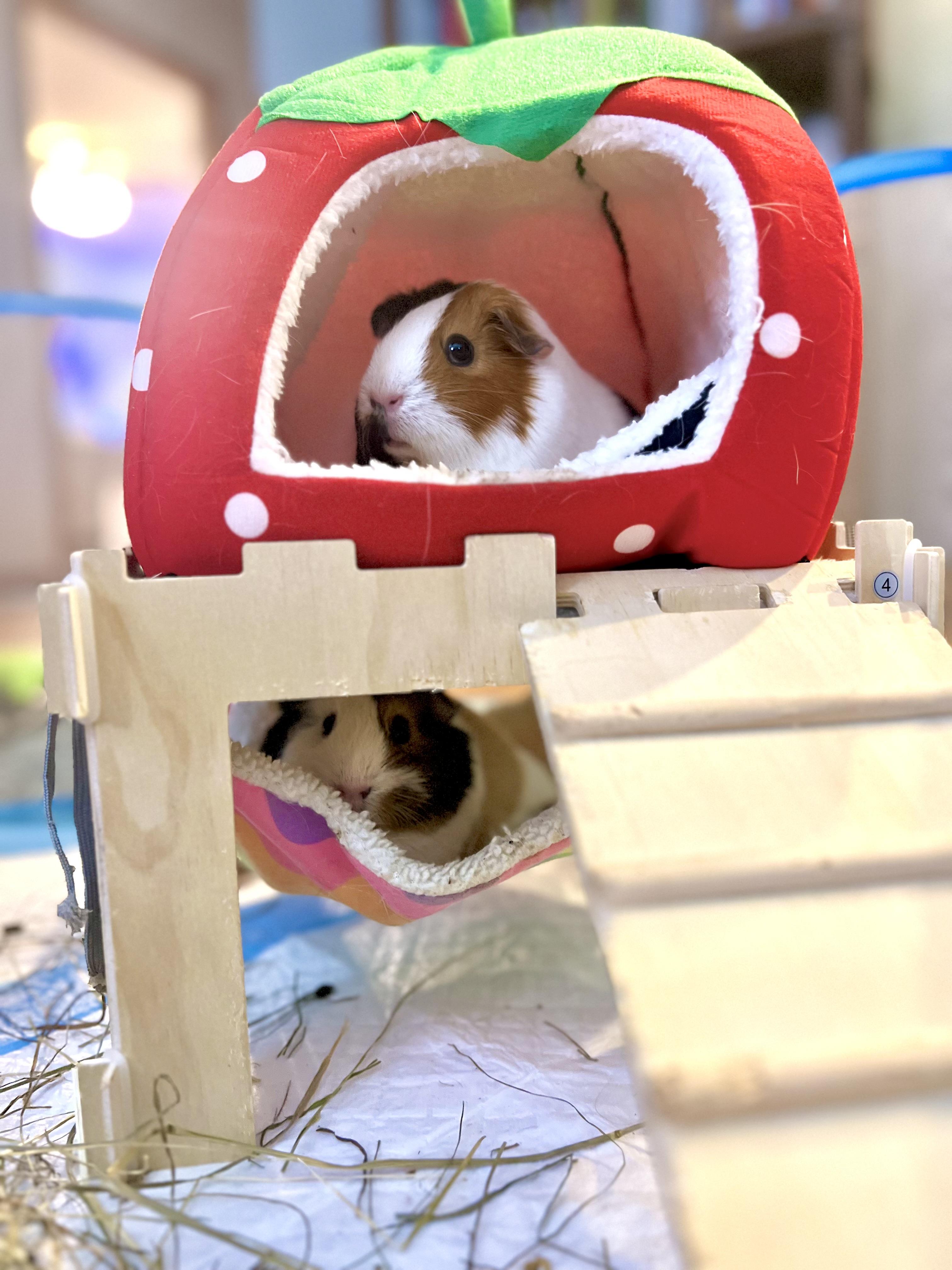 Enlarge Pepper and Cutie Pie, a ADOPTABLE Guinea Pig in North salem, NY image 2/6