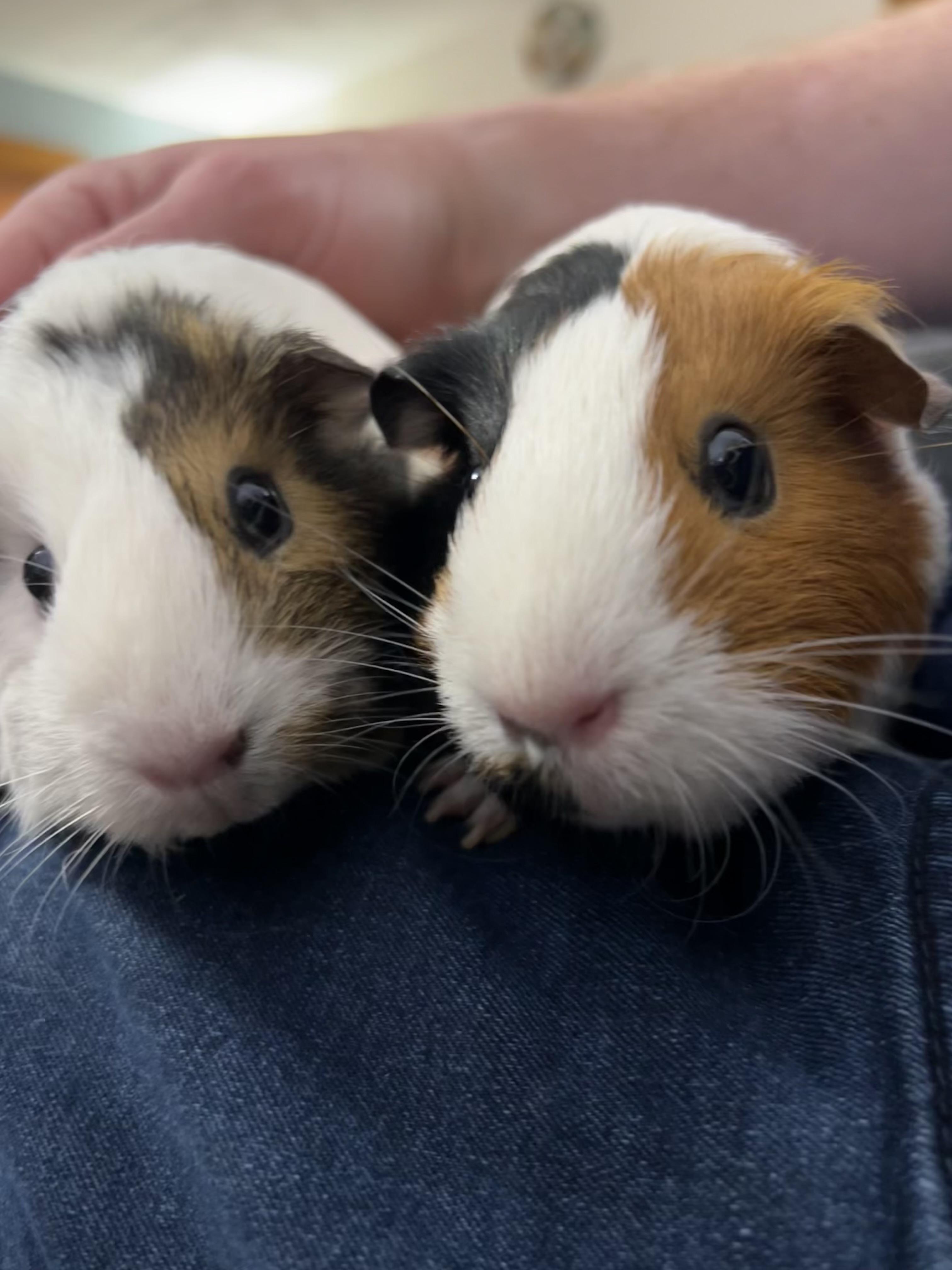 Pepper and Cutie Pie, ADOPTABLE, Adult Female Guinea Pig.