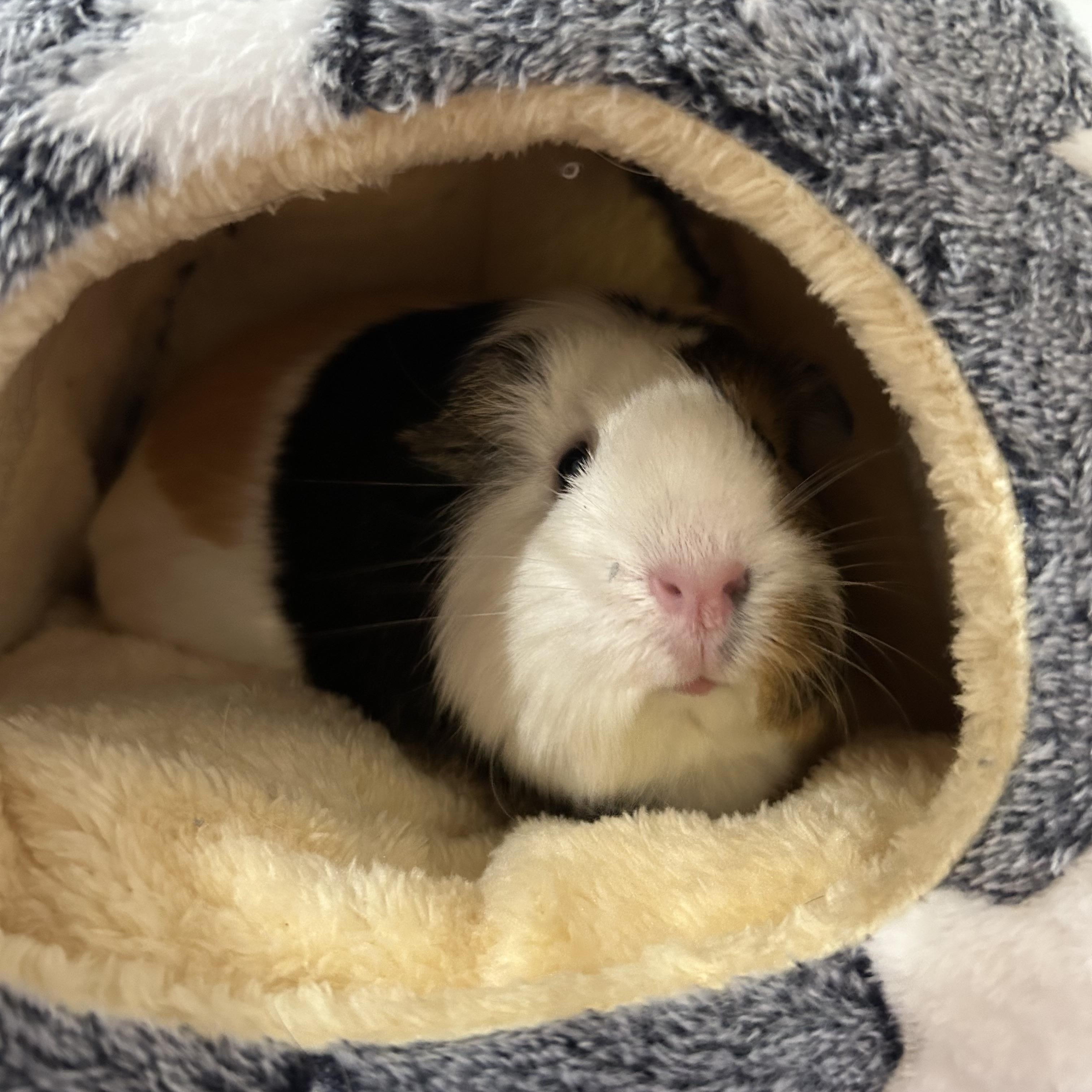 Enlarge Pepper and Cutie Pie, a ADOPTABLE Guinea Pig in North salem, NY image 6/6