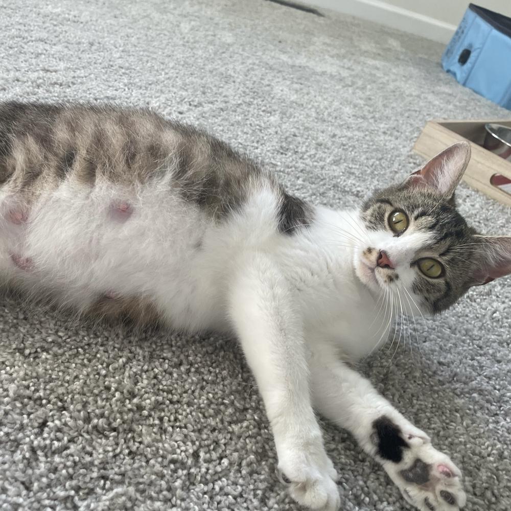 Cami, Adoptable, Adult Female Domestic Short Hair.