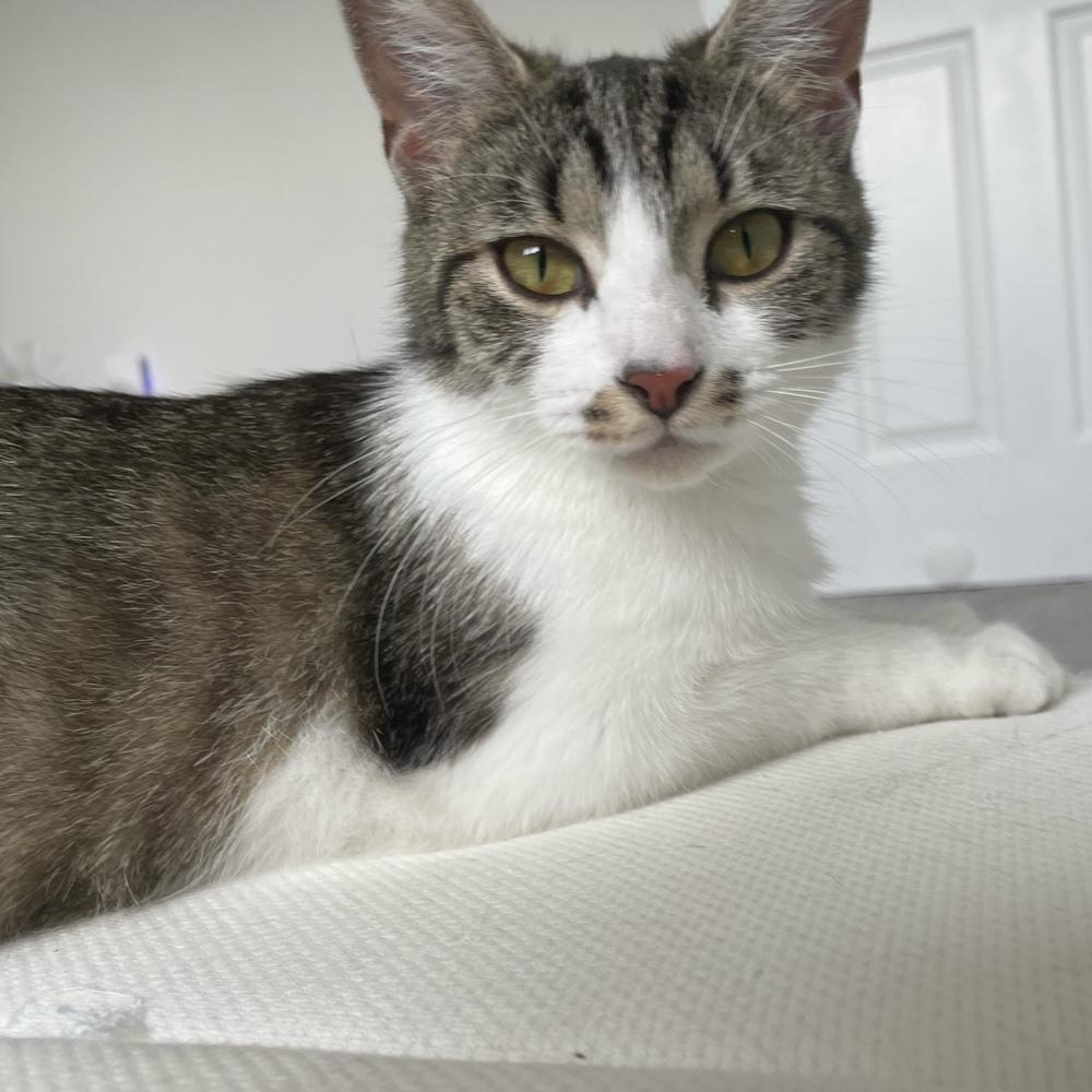 Cami, a Adoptable mixed breed in Columbus, OH image 2/3