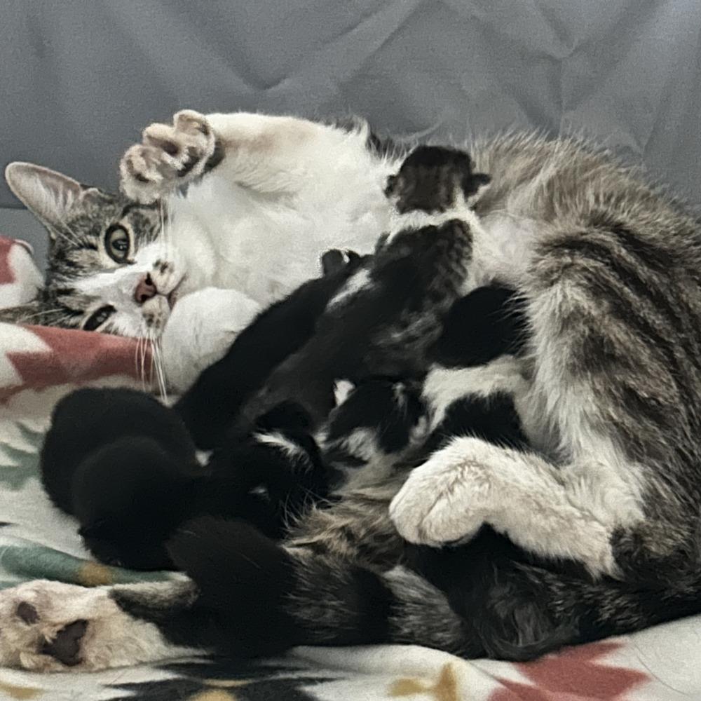 Cami, a Adoptable mixed breed in Columbus, OH image 3/3