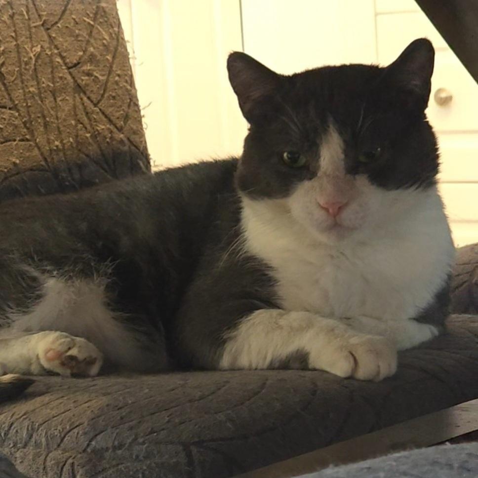 PK, ADOPTABLE, Adult Male Domestic Short Hair.