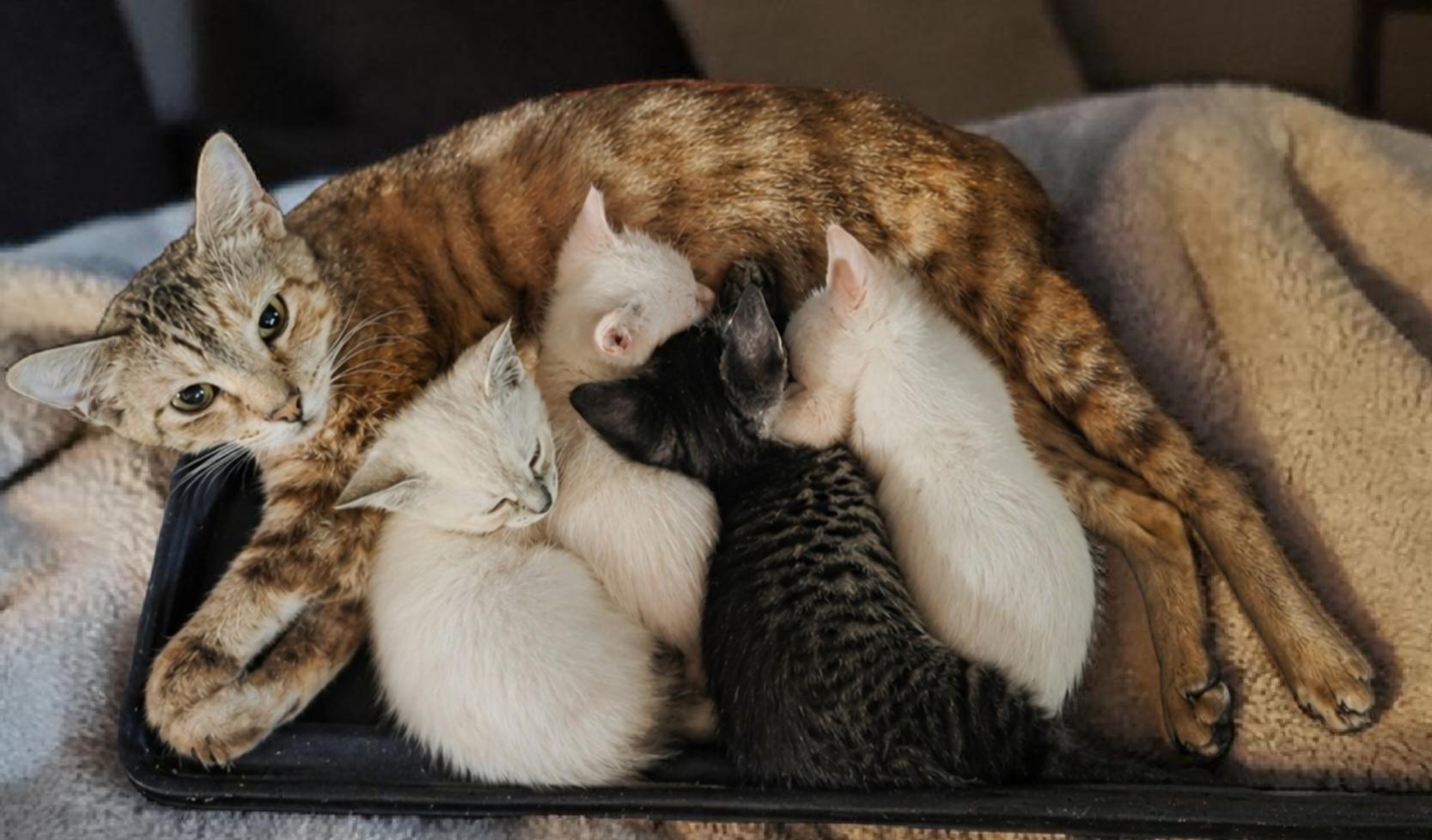 Enlarge Kittens, a ADOPTABLE Domestic Short Hair in Jxn, MS image 1/1