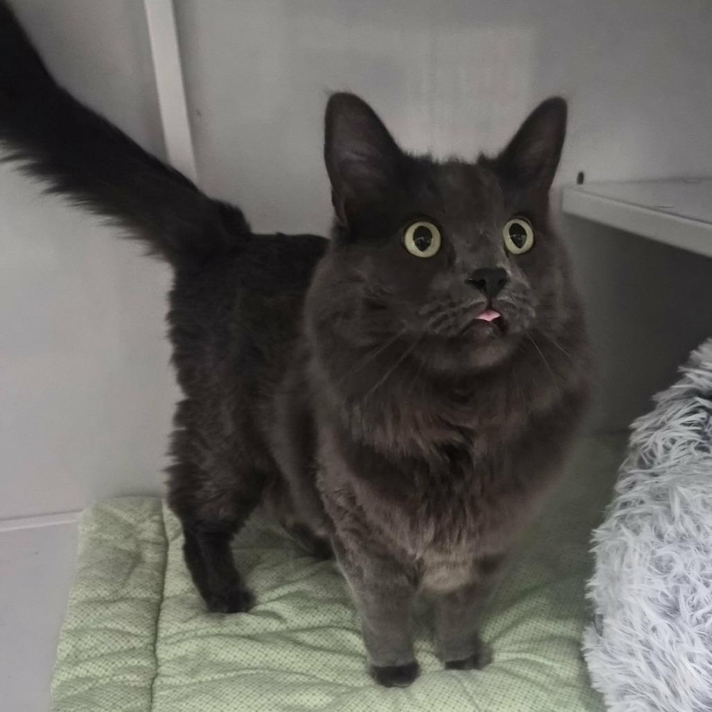 Winnie, Adoptable, Adult Female Domestic Long Hair.