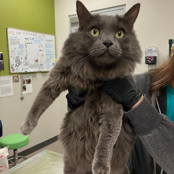 Enlarge Winnie, a Adoptable Domestic Long Hair in Las Cruces, NM image 2/6