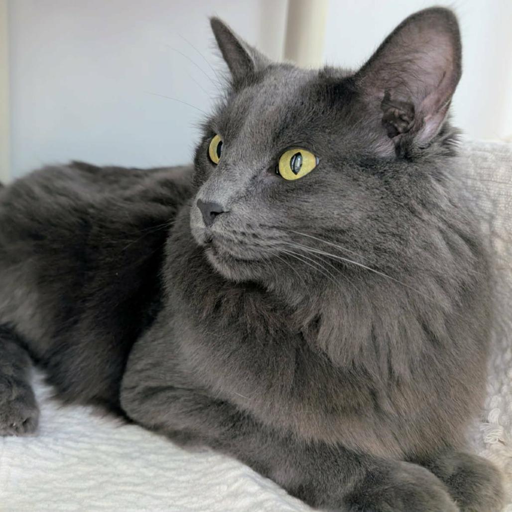 Enlarge Winnie, a Adoptable Domestic Long Hair in Las Cruces, NM image 3/6