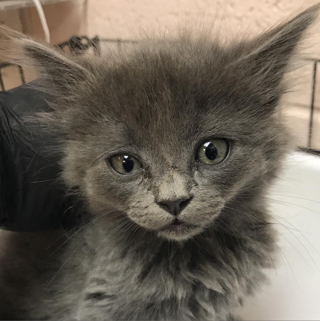 Enlarge Winnie, a Adoptable Domestic Long Hair in Las Cruces, NM image 4/6