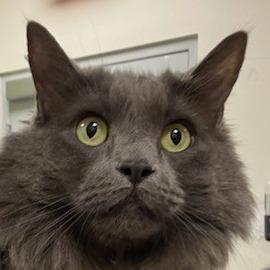 Enlarge Winnie, a Adoptable Domestic Long Hair in Las Cruces, NM image 5/6