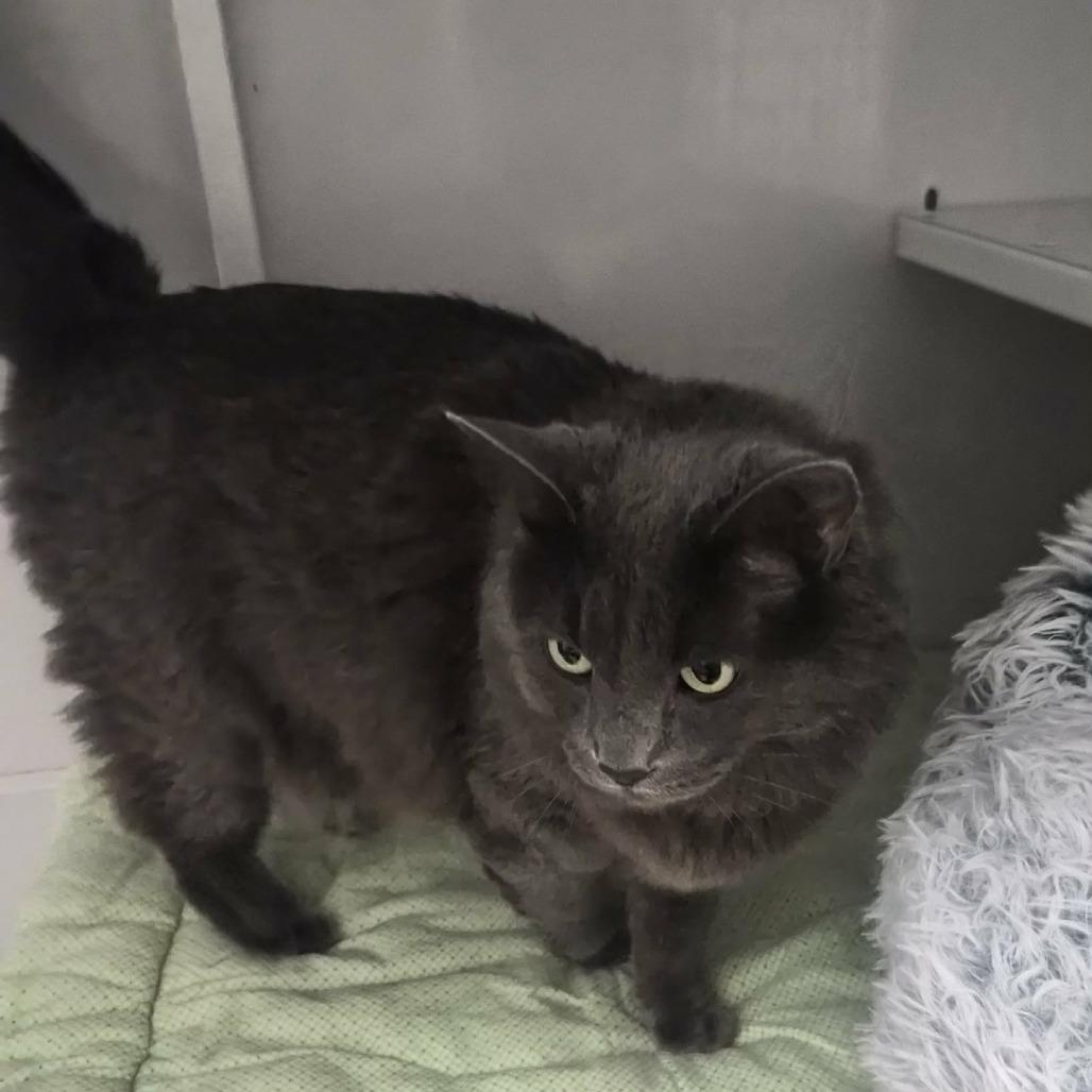 Enlarge Winnie, a Adoptable Domestic Long Hair in Las Cruces, NM image 6/6