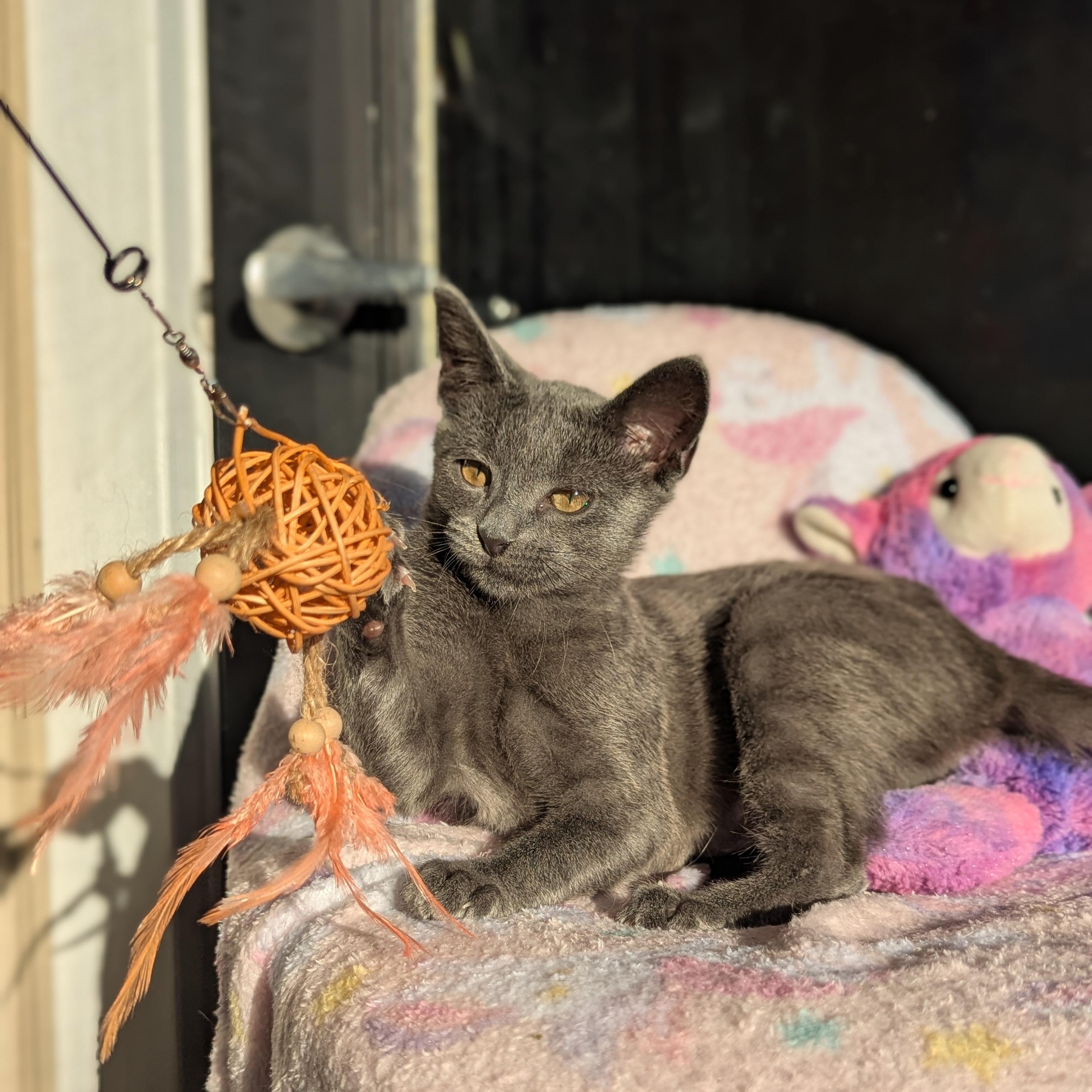 Silvia (The Little Legends Litter), adopted, Kitten Female Russian Blue.