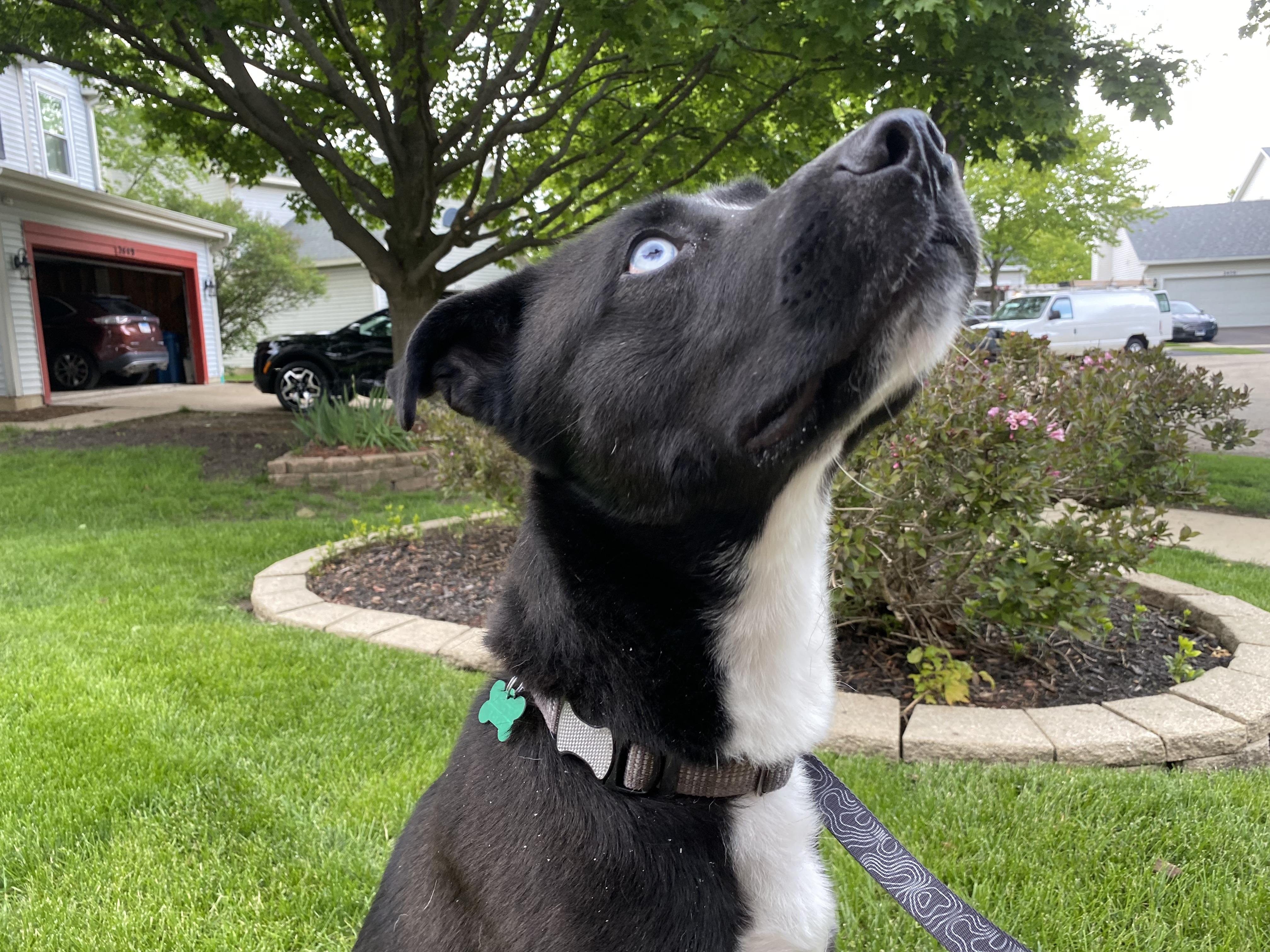Sawyer, an adopted mixed breed in Aurora, IL image 3/4