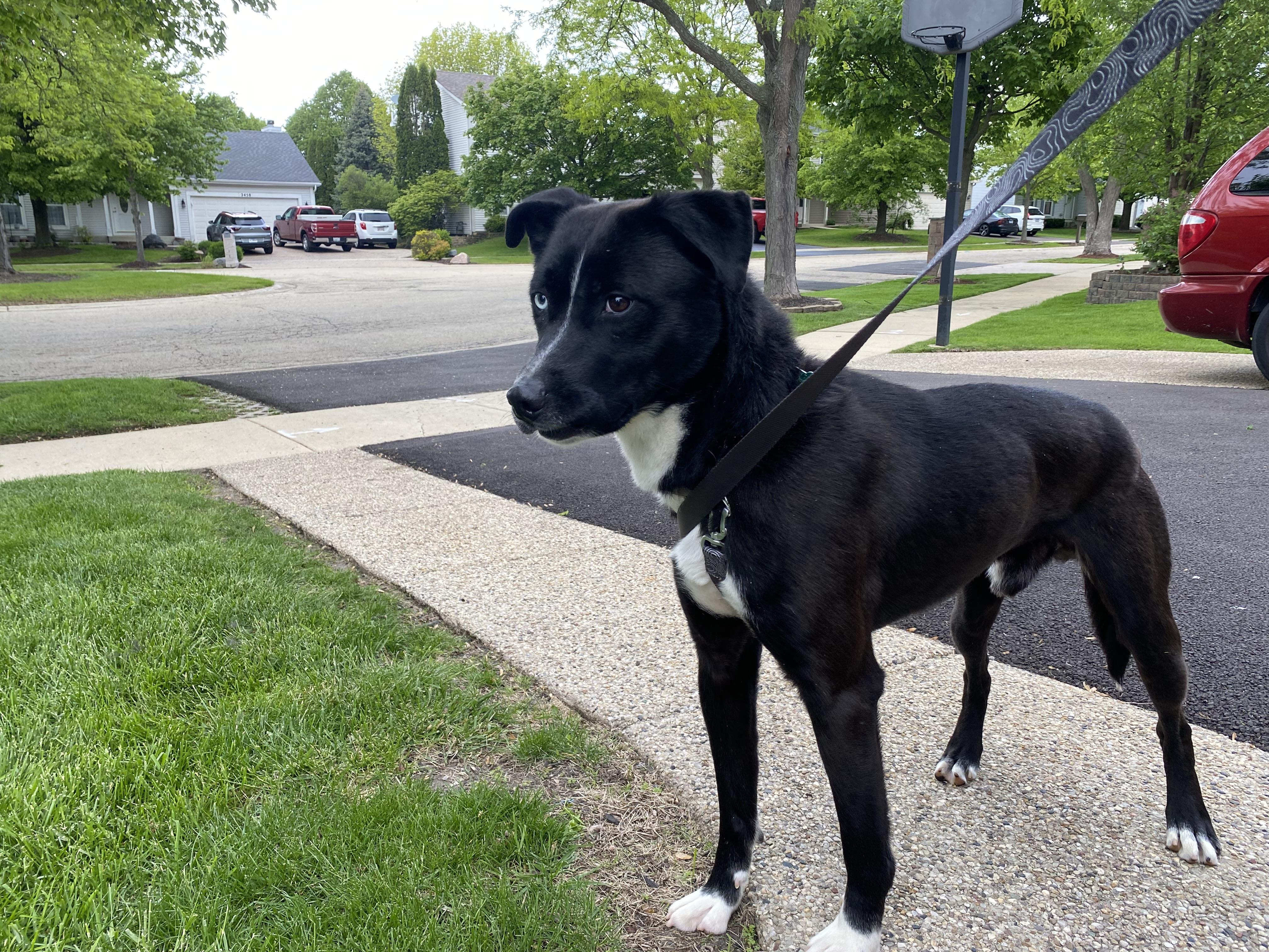 Sawyer, an adopted mixed breed in Aurora, IL image 2/4