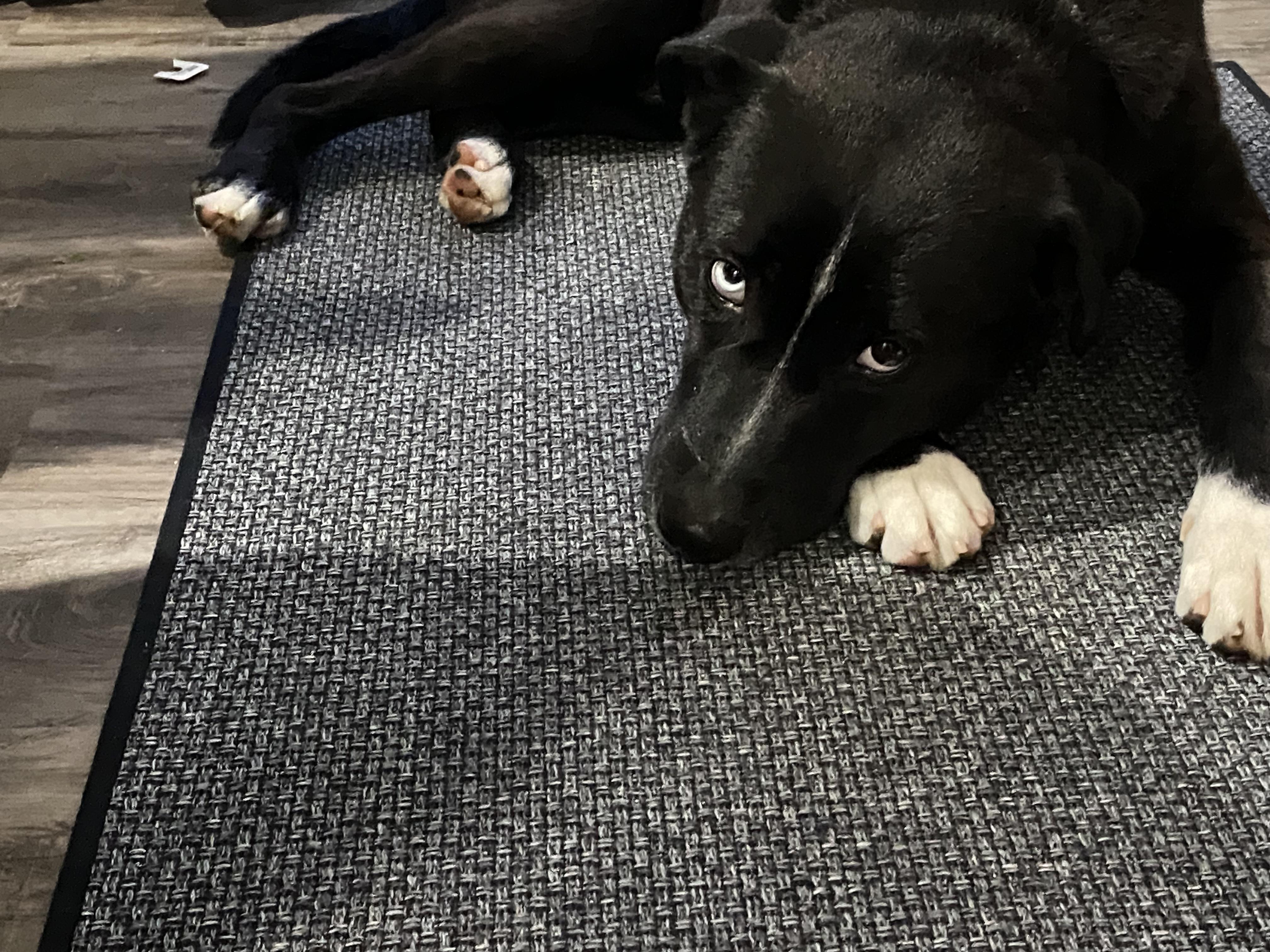 Sawyer, an adopted mixed breed in Aurora, IL image 4/4
