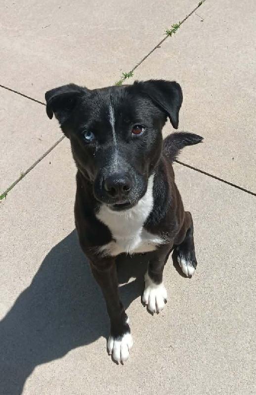Sawyer, adopted, Young Male Labrador Retriever & Husky.