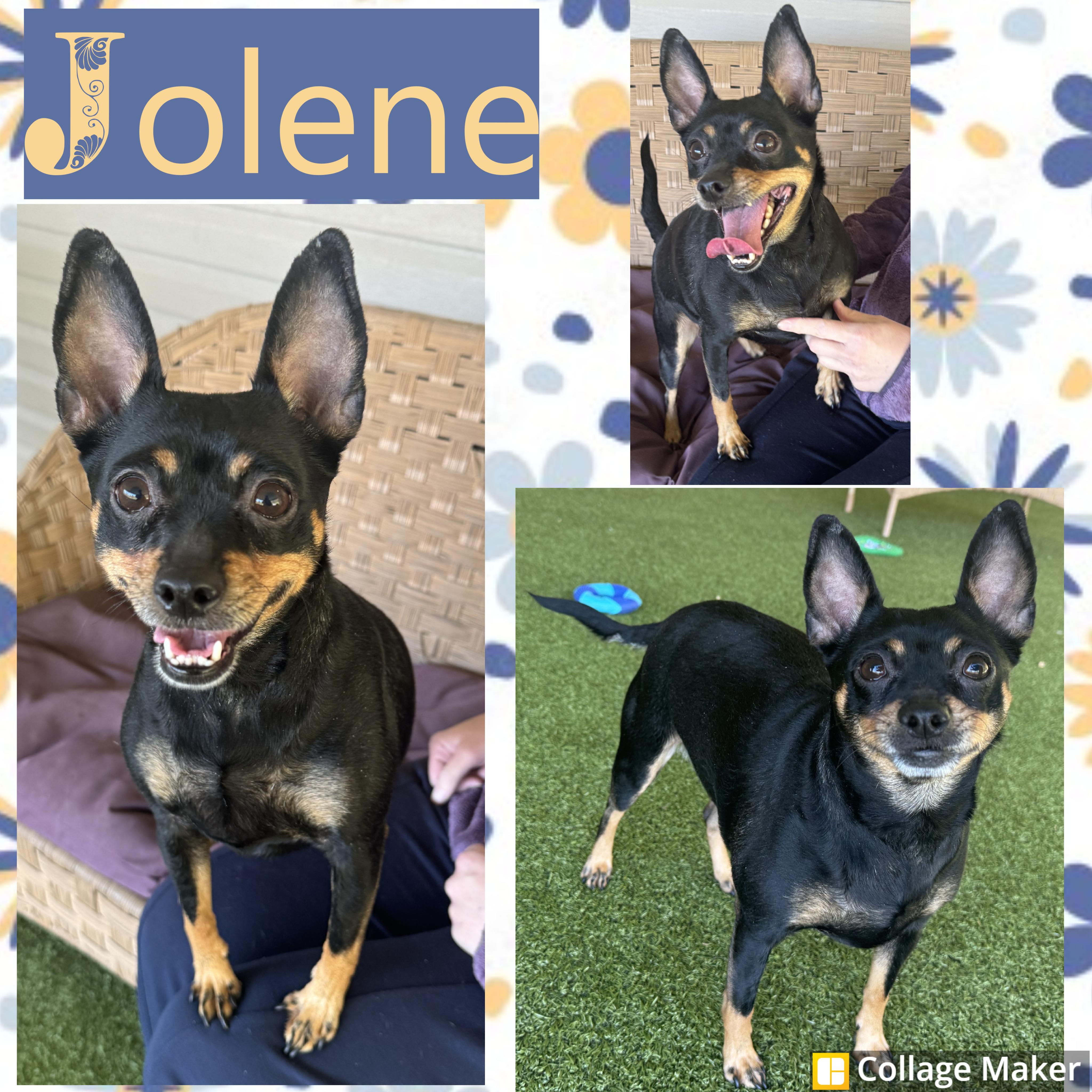 Enlarge Jolene , a ADOPTABLE mixed breed in Clearfield, PA image 1/1