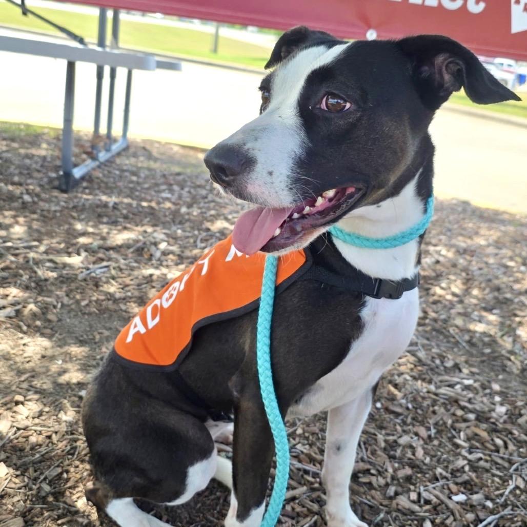 Xena, Adoptable, Adult Female Terrier & Mixed Breed.