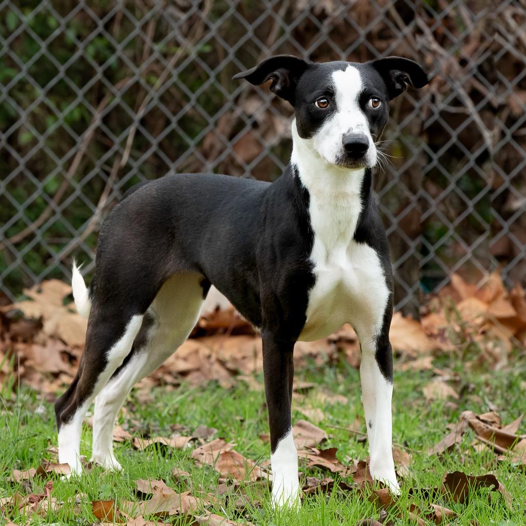 Xena, a Adoptable mixed breed in Livingston, TX image 2/6