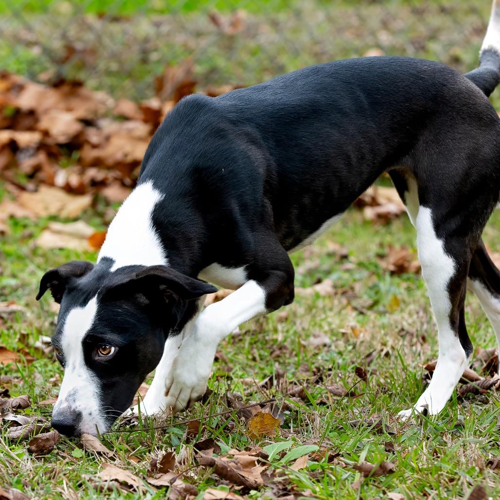 Xena, a Adoptable mixed breed in Livingston, TX image 3/6