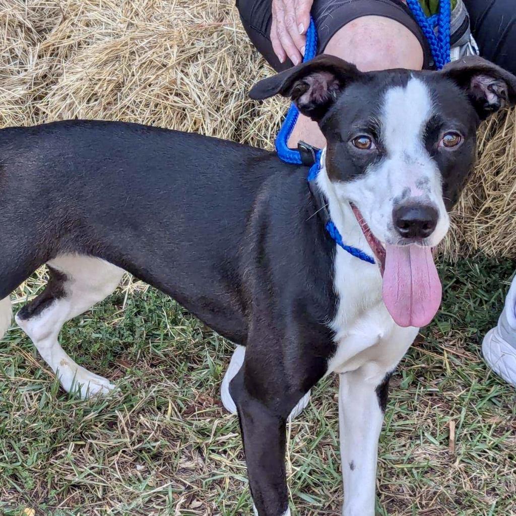 Xena, a Adoptable mixed breed in Livingston, TX image 4/6