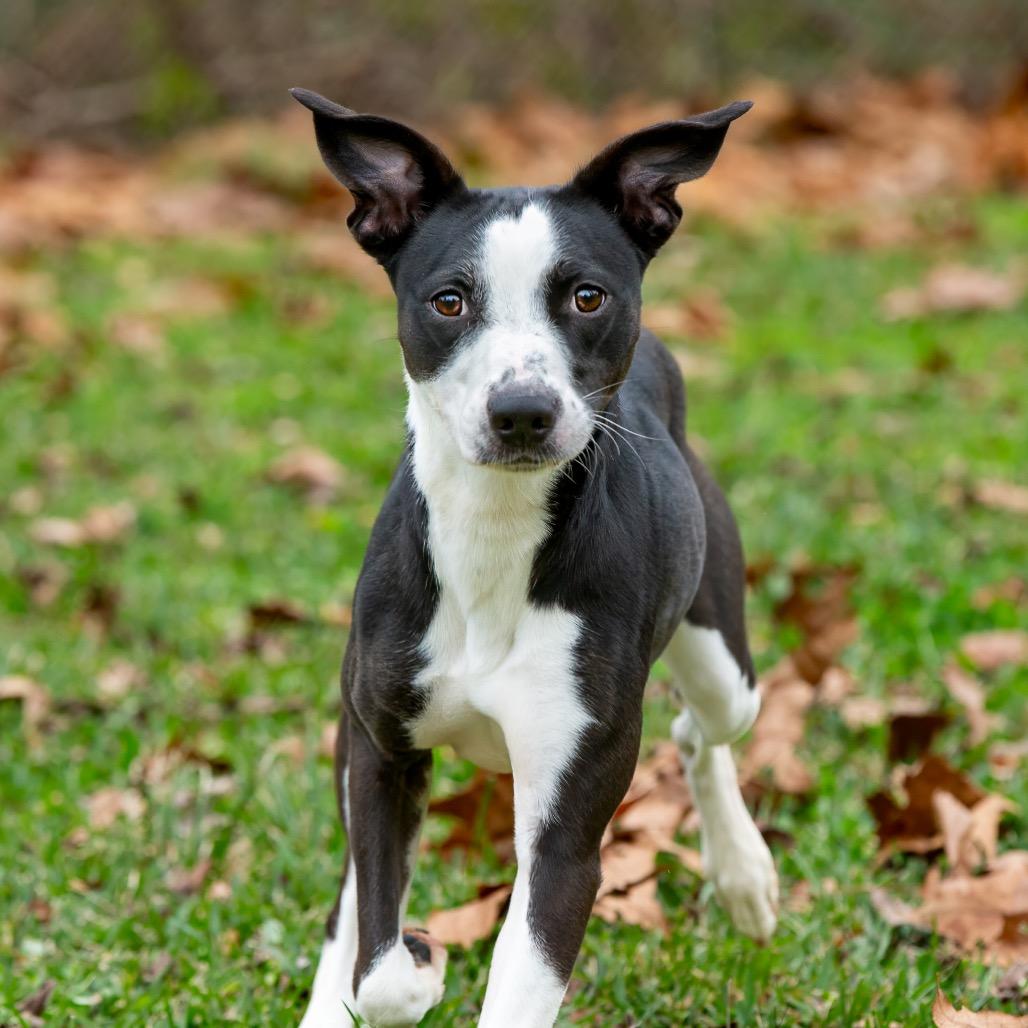 Xena, a Adoptable mixed breed in Livingston, TX image 5/6