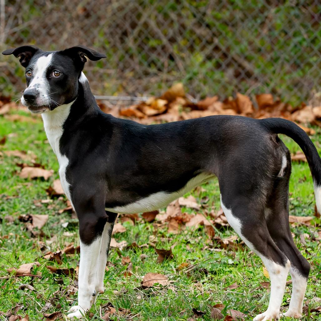 Xena, a Adoptable mixed breed in Livingston, TX image 6/6