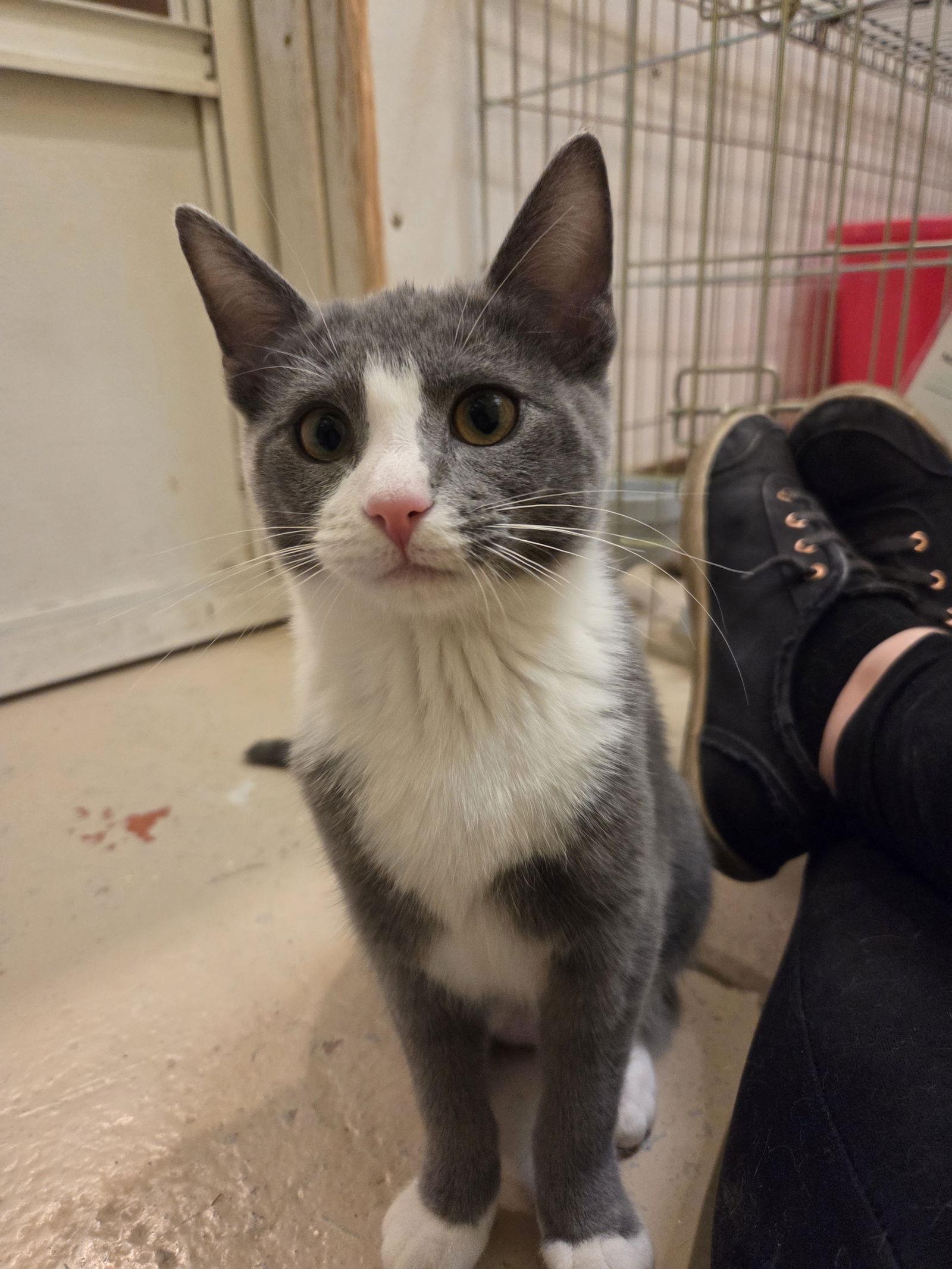 Lyra, a Adoptable Domestic Short Hair in Flint Hill, VA image 1/3