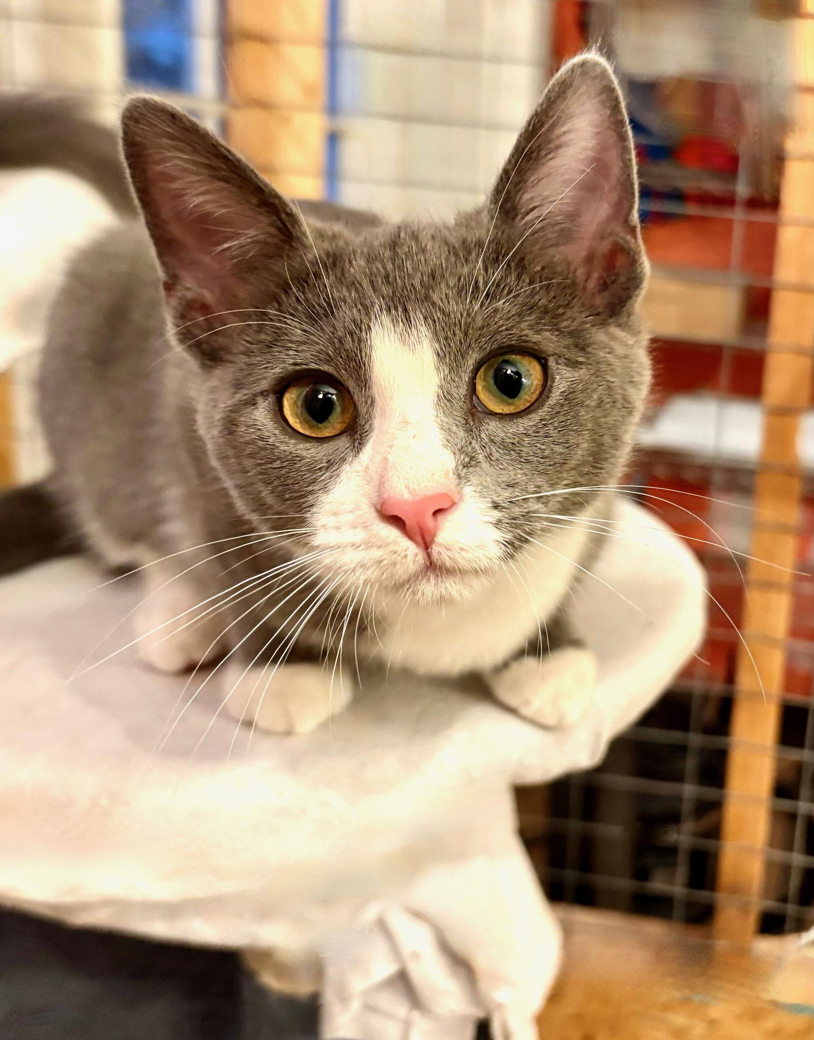 Lyra, a Adoptable Domestic Short Hair in Flint Hill, VA image 2/3