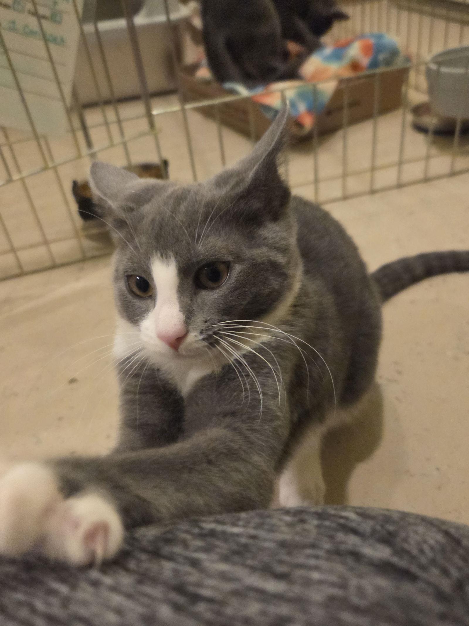 Lyra, a Adoptable Domestic Short Hair in Flint Hill, VA image 3/3