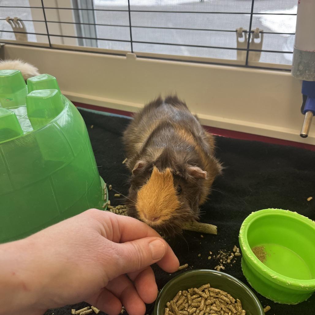 Cocoa Bean, a Adoptable Guinea Pig in Bedford, NH image 1/6