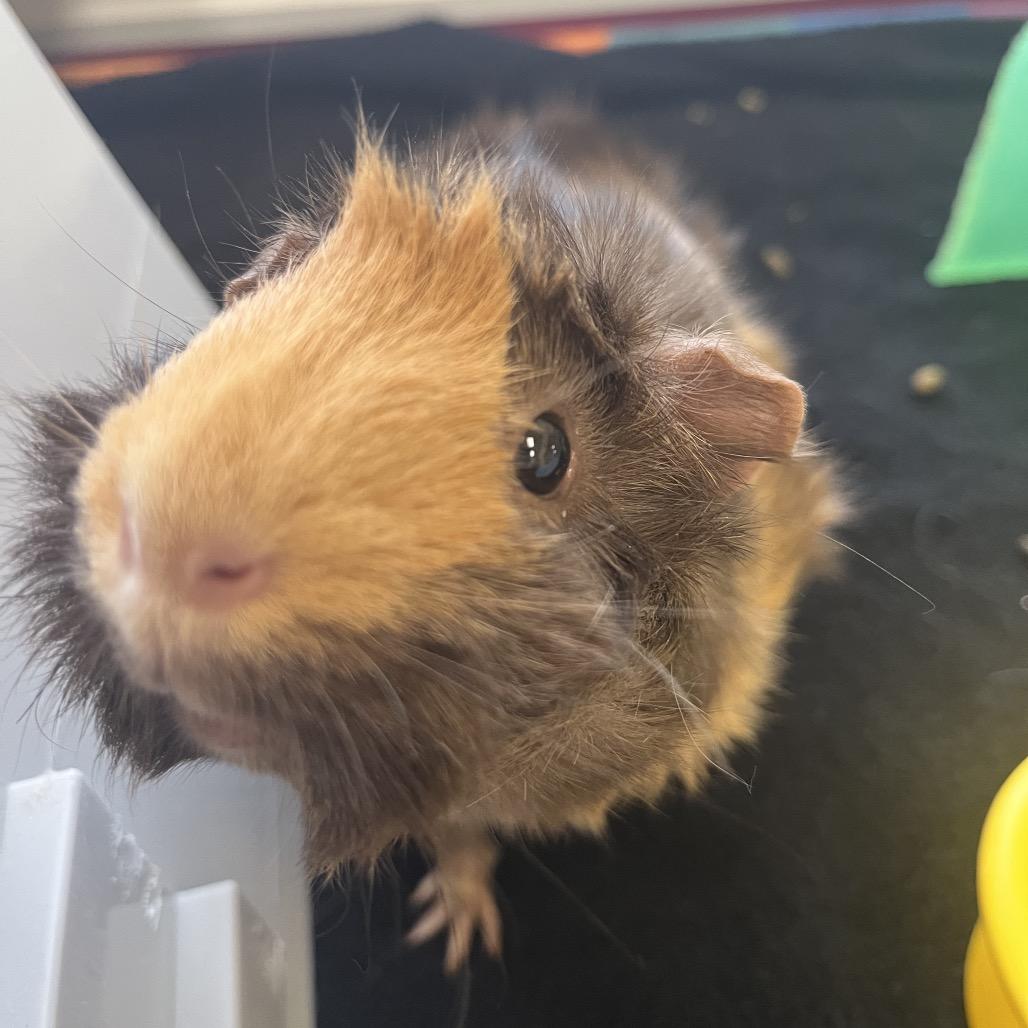 Cocoa Bean, a Adoptable Guinea Pig in Bedford, NH image 2/6