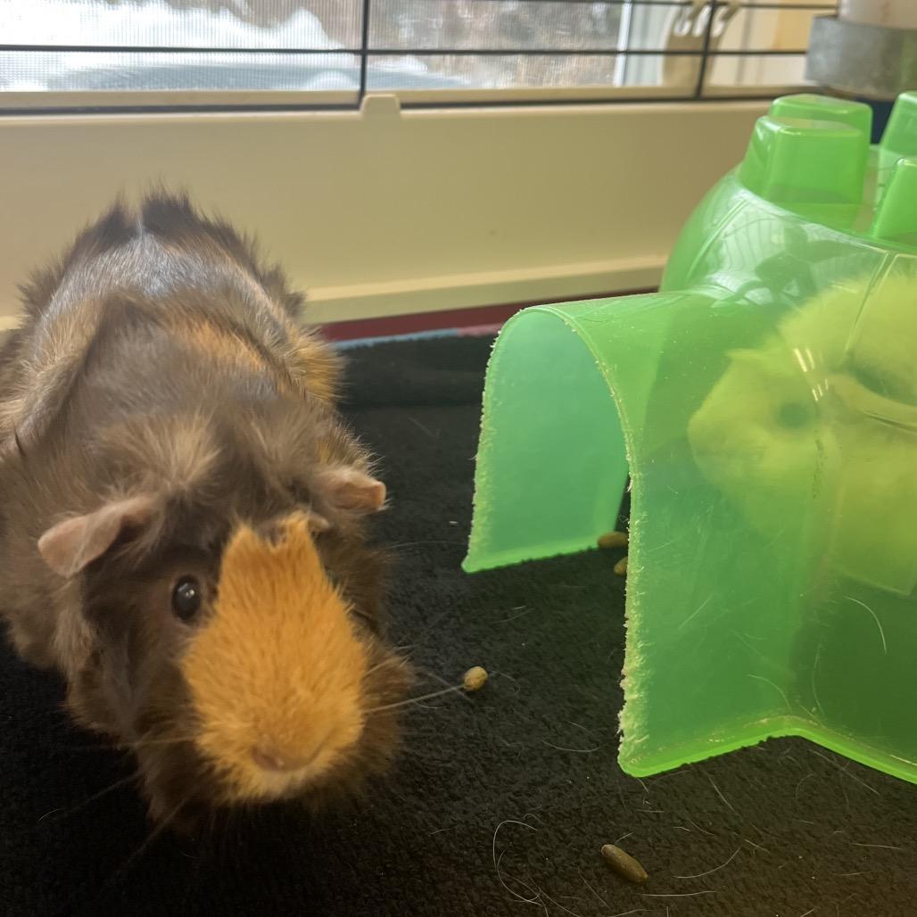 Cocoa Bean, a Adoptable Guinea Pig in Bedford, NH image 3/6