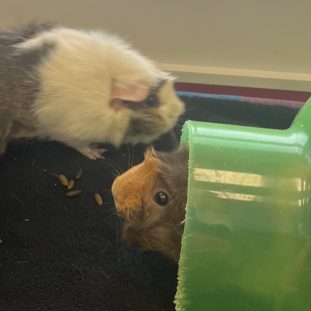 Cocoa Bean, a Adoptable Guinea Pig in Bedford, NH image 4/6