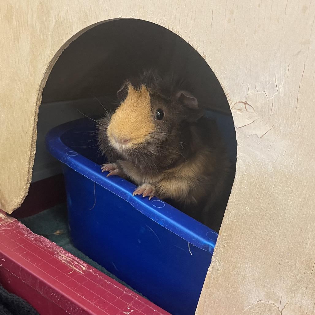 Cocoa Bean, a Adoptable Guinea Pig in Bedford, NH image 5/6