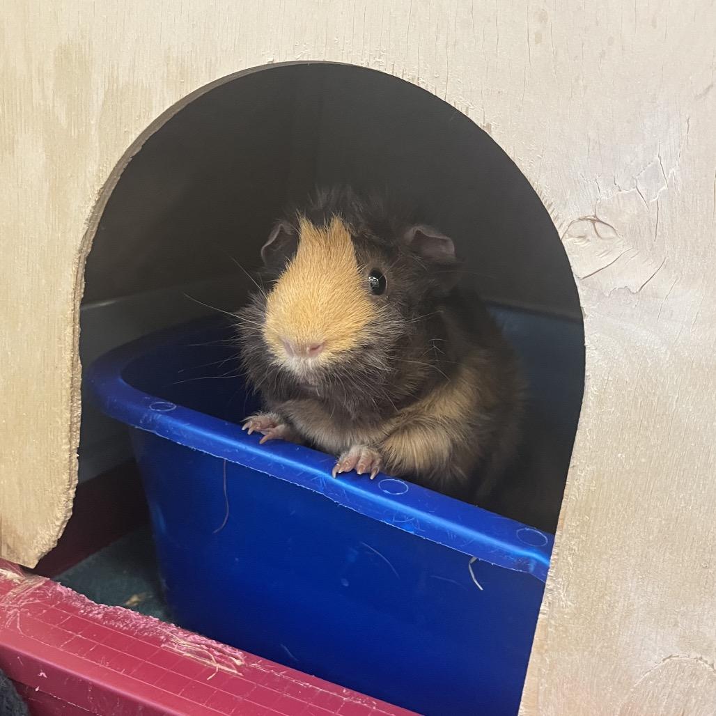 Cocoa Bean, a Adoptable Guinea Pig in Bedford, NH image 6/6