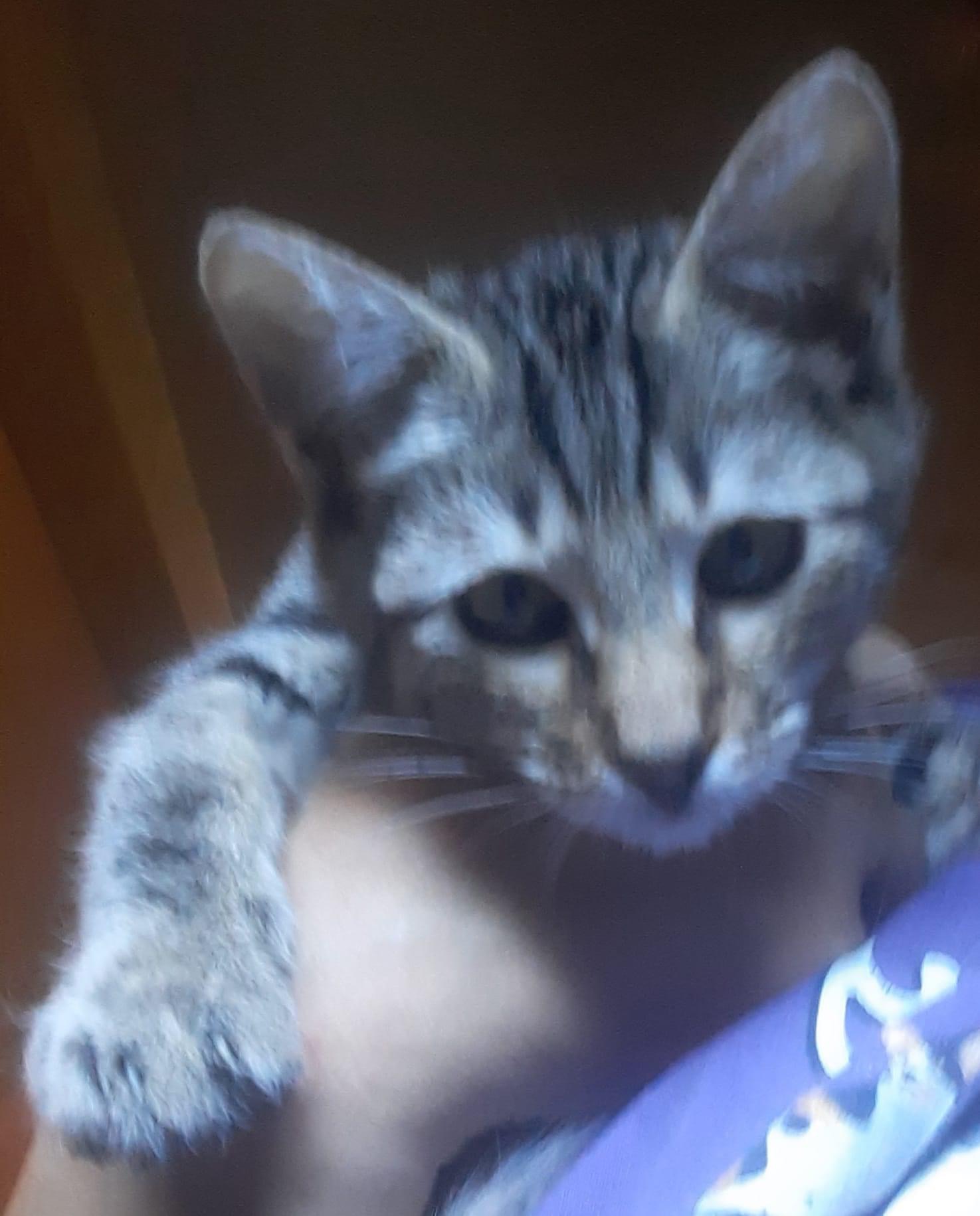 Lady Snuggles =^,^=, a Adoptable Domestic Short Hair in Jacksonville, FL image 2/2