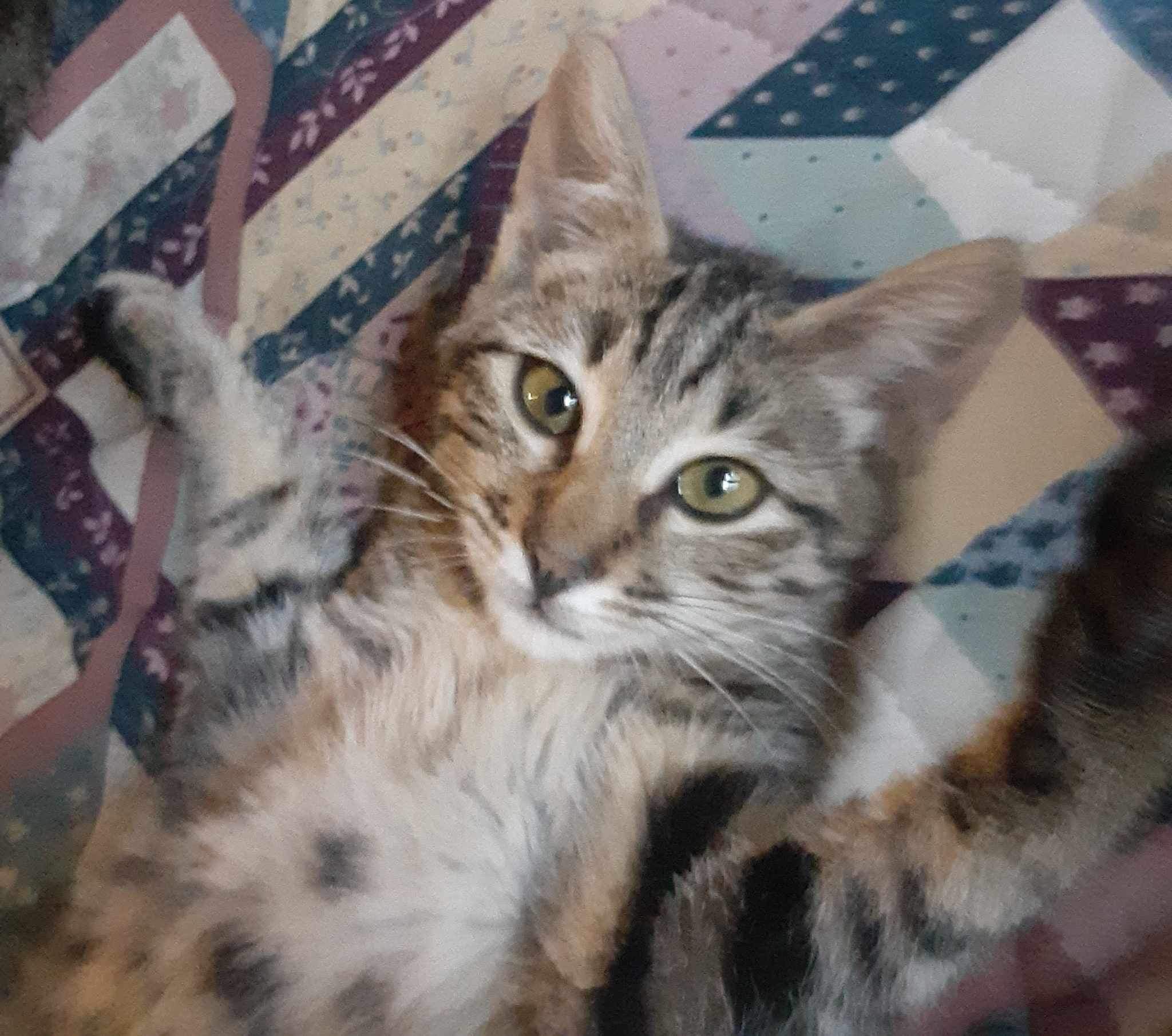 Lady Snuggles =^,^=, a Adoptable Domestic Short Hair in Jacksonville, FL image 1/2