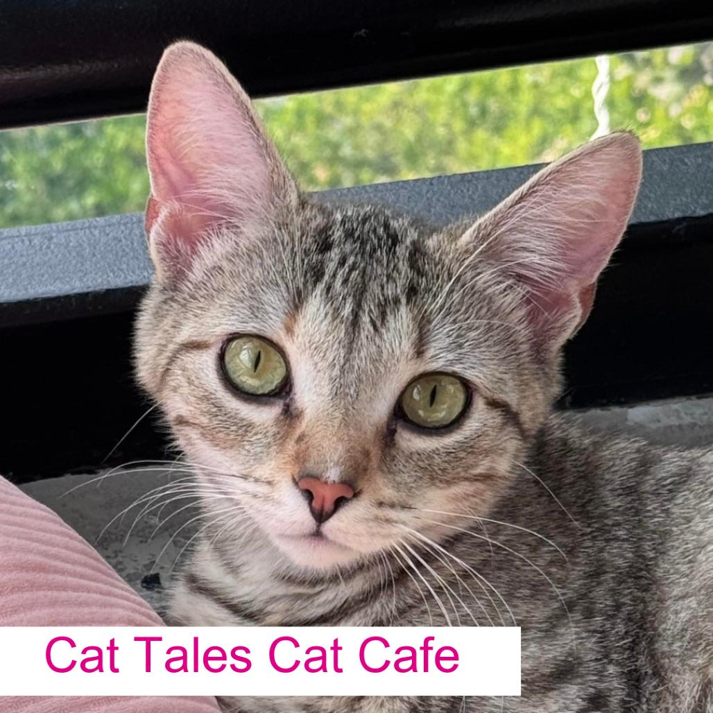 Sapphire, a Adoptable Domestic Short Hair in Chapel Hill, NC image 2/6