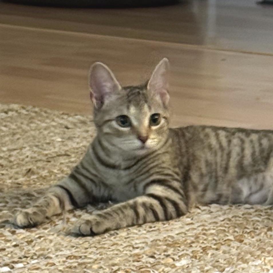Sapphire, a Adoptable Domestic Short Hair in Chapel Hill, NC image 4/6
