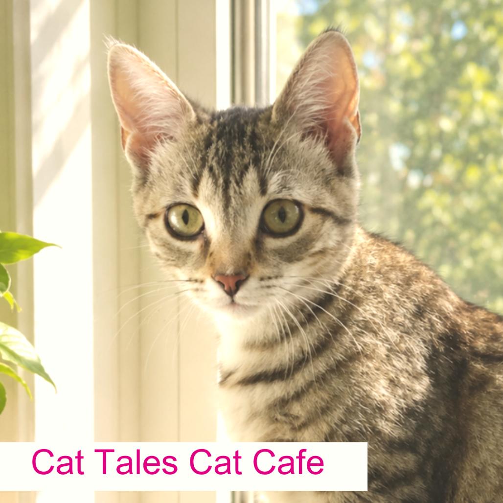 Sapphire, a Adoptable Domestic Short Hair in Chapel Hill, NC image 5/6