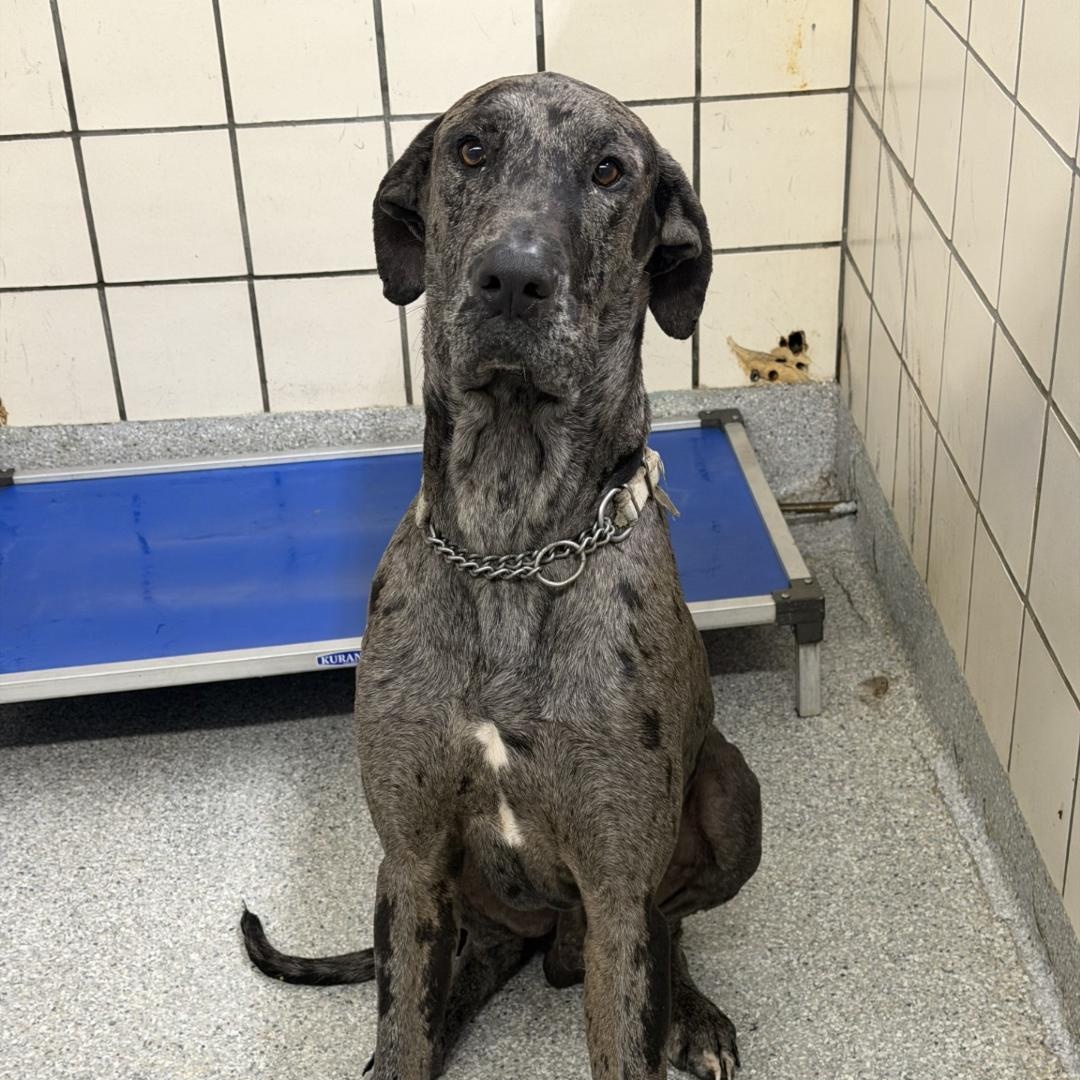 Dan, ADOPTABLE, Young Male Great Dane.